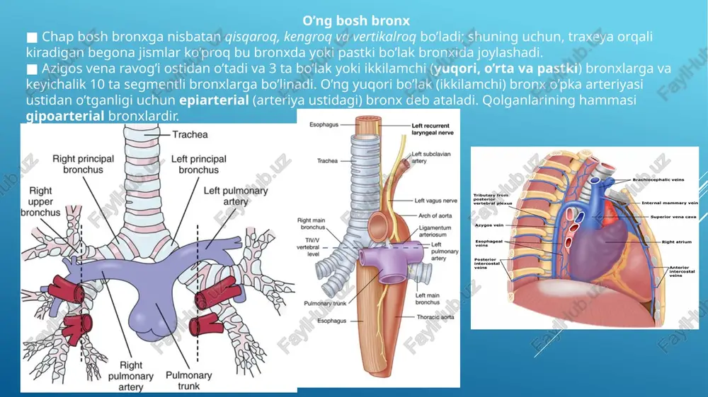 efleksini o’z ichiga olgan vasomotor tolalarga va tortishishga sezgir hisoblanadi. plevra bo’shlig’i ■ parietal va visseral plevra o’rtasidagi yoriqsimon plevra bo’shlig’idir. ■ o’ng va chap qismlar o’rtasida aloqa bo’lmagan yopiq qopni ifodalaydi. ■ plevra yuzasini namlaydigan va o’pkaning harakatini osonlashtiradigan suyuqlik qoplamasini o’z ichiga oladi. 1.kostodiafragmal sinus ■ qovurg’a va diafragma qismlari o’rtasida joylashgan. ■ tik holatda suyuqlik yigi’shi mumkin. ■ nafas olish jarayonida o’pkalarning kengayishi va torayishini ta’minlaydi. 2.kostomediastinal sinus ■ plevral bo’shliqning qovurg’a va mediastinal plevra uchrashgan qismi. image1.png image2.jpeg image3.jpeg image4.jpeg image5.png image9.png image10.png image11.png image6.png image60.png image7.png image8.png image7.jpeg image8.jpeg image9.jpeg image12.png image13.png image14.png image15.png image16.jpeg image17.jpeg image18.jpeg image19.jpeg image20.jpeg image21.png print /docprops/thumbnail.jpeg