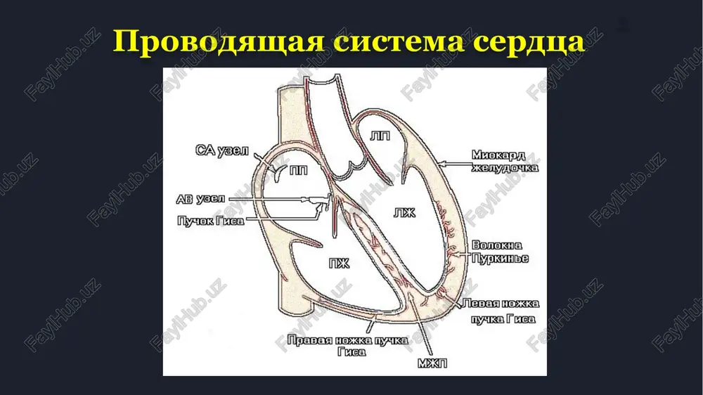 sov ekg uchitivaetsya ix amplituda (smeshenie krivoy ot izolinii vverx ili vniz), virajennoe v mm, i prodoljitelnost (rasstoyanie ot nachala zubtsa do ego kontsa po gorizontali), virajennoe v s (”) ili ms. p q r s t metodika registratsii ekg po neglasnim pravilam v kachestve standartnoy prinyata skorost 50 mm/s (v etom sluchae na zapisi ekg skorost ne otrajaetsya). pri standartnoy skorosti protyajki plenki v apparate ekg 1 mm (po gorizontali) sootvetstvuet 0,02” (20 ms). pri neobxodimosti otsenit ritm serdtsa (a takje pri ekonomii plenki) apparat ekg perevodyat v rejim protyajki so skorostyu 25 mm/s, pri etom na ekg otrajaetsya «v=25 mm/s», a 1 mm sootvetstvuet 0,04” (40 ms). v otdeleniyax aritmologii (dlya verifikatsii izmeneniy vosxodyashego ili nisxodyashego kolen zubtsov) zachastuyu ispolzuyut skorost protyajki 100 mm/s, 200 mm/s, a inogda i 400 mm/s. 9 metodika registratsii ekg zubets r otrajaet protsess vozbujdeniya predserdiy. uchitivaya, chto sa-uzel raspolagaetsya v pravom predserdii …