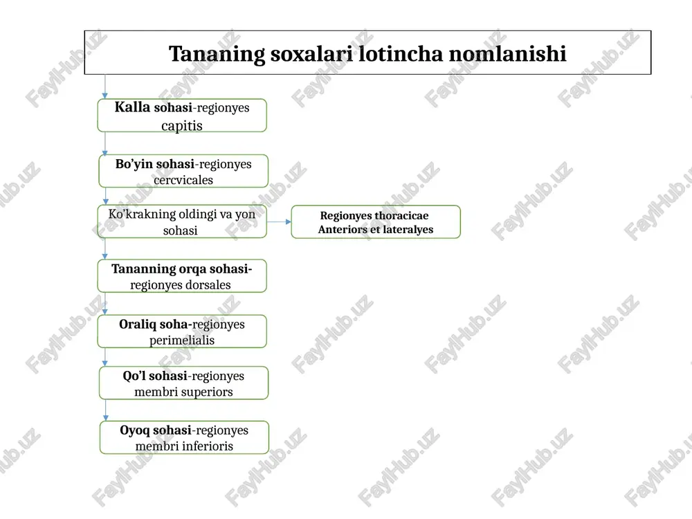 bundan tashqari uzn muskullarda boshi va dumi muskullar o’zaro yumshoq to’qimalar b,n tutashgan b/b ustidan birktruvchi to’qimadan tuzilgan (fassiya) o’rab turadi (fassiya)lar odatda qavatma-qavat muskullarni o’rab turadi va joylashishiga qarab chuqr, o’rta, yuza, teri osti fassiyalariga ajratiladi. (fassiya)lar oralig’ida qon tomirlar va nerv tolalari joylashadi, yallig’lanishda vujudga kelgan yiring fassiyalar orasida tarqaladi. muskul suyaklarga pay yoki (apanevrozlar) yordamida birikadi uzun muskullar-qo’l oyoq serbar muskullar-yuzada joylashadi yassi muskullar- tananing old va orqa tominda kalta muskullar-gavdaning chuqr qismida organizimda- 2 boshli, 3 boshli, 4 boshli, duksimon, bir va ikki patli, ikki qorinli, muskul tolalari yo’nalishiga qarab to’g’ri, qiyshiq, ko’ndalang, va aylana va h.k., muskullar fiziologiyasi muskullar qisqarganda 1 uchi 2-uchiga yaqinlashadi anashu qism harakatga keladi. muskullar mexanik va statik ish bajaradi muskullar ish bajarish quvvati kondalang kesimiga bog’liq 1 sm2 kondalang kesm 10 kg yuk ko’tara oladi muskullar ish bajarganida richaglar katta ahamiyatga ega yani 1 va 2 yelkali, 2 yelkali richag …
