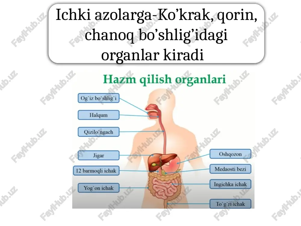 ga kirmasdan, so’zlashda, talaffuz vositasida qatnashadi. old-uchi, o’rta til tanasi, orqa til ildizidan iborat. ustki yuzasida 4 xil so’rg’ich bor. ipsimon. ust yuzasida joylashgan. ovqatni qabul qilishda, chaynashda, halqumga yo’naltiradi. varaqasimon. kitob varaqlari kabi tilning yonlarida j,gan. tam bilishda hizmat qiladi. halqa b,n o’raglan. 7-15 ta b/b, til ildiz b,n tanasi chegarasida j,gan. tam bilishda hizmat qiladi. zamburug’simon. uchi yonida joylashgan. tam bilishda hizmat qiladi. til muskullari xususiy va sklet muskullaridan iborat. sklet muskullari 3 qismdan iborat, skletdan boshlab, tilga tutashadi 1 engak til osti muskuli. pastki jag’ suyaginining o’simtasidan boshlanib tilga tutuashadi. qisqarsa til orqaga pastga tortadi. 2 til osti muskuli. til osti suyagidan boshlanib, tilning yon tomonlariga tutashadi. til orqaga pastga tortadi. 3 bigz til muskuli. chakka suyagining bigzsimon o’sig’idan bsohlanib, tilning yon boshiga tutashadi. til orqaga pastga tortadi. so’lak bezlari. 3 juft katta hajimdagi so’lak bezlari bor 1 quloq oldi. yuz terisi ostida, chaynov muskuli ustida joylashgan. …