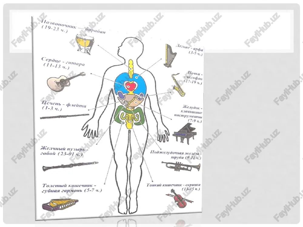 ayralari sitoplazmasining qisman oʻzgarishi boʻgʻimoyoqlilar skeleti va parazit chuvalchanglar kutikulasini, yaʼni kimyoviy va mexanik himoya organini hosil qiladi. odam skeleti skelet (lot. skeletos — qurib qolgan) —odam va hayvonlar organizmida tayanch va himoya funksiyasini bajaradigan qattiq toʻqimalar majmui. bir qancha umurtqasiz hayvonlarda chigʻanoq yoki kutikuladan iborat tashki s. rivojlangan. tashqi kutikula s. chuvalchanglar va boʻgʻimoyoqlilar uchun xos. boʻgʻimoyoklilar kutikula siga ohak shimilgan. gidroid poliplar koloniyasi umumiy s. — perisark bilan qoplangan. tropik dengizlarda keng tarkalgan madrepor korallarning ohak si ham tashqi hisoblanadi. ichki s. gʻovaktanlilarda rivojlangan boʻlib, ohak yoki kremniy ninalardan iborat. ignaterililar si teri osti biriktiruvchi toʻqimasida joylashgan, ohak s. mezodermada hosil boʻladi. boshoyoqli mollyuskalaroa bosh miyani himoya qilib turadigan ichki togʻay s. mavjud. tuban xordalilar (bosh qutisizlar)ning ichki si xordadan tashkil topgan. umurtkalilarning ichki si juda murakkab tuzilgan boʻlib, bosh, tana, oʻq s. (xorda yoki umurtqa pogʻonasi, qovurgʻalar) va oyoklar sidan iborat. toʻgarak ogʻizlilar va togʻayli baliklarning togay …