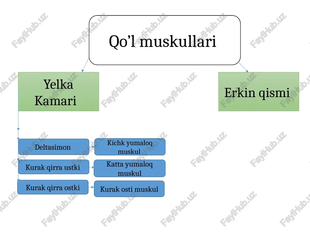oldingi yuzasidan, yelka suyagining medial g’adr budirdan, bosh barmoqning 2-g’adr budrga yopishadi tirsak suyagining medial sathi, suyaklar aro paydan boshlanib, bilakning o’rtalariga kelganda 4 ta alohida payga bo’linadi. bu paylar barmoqlarga borganda panjaning bukuvchi yuza muskul payi orasian o’tib, 2-5 barmoqlarning tirnoq falangi suyaklariga yopishadi panjani bukuvchi chuqr muskul m.flexsis digitorum prafonus bilakni ichkariga burovchi kvadrat muskul-bilak suyaklari pastki qismining old tomonida joylashgan m.pranotor cuatratos bilak muskullari orqa yuza panjani yozuvchi panjani yozuvchi tirsak muskuli yelkaning lateral g’adr budr domboqchasidan va bilak fassiyasidan boshlanadi. bilakning o’rtasida 4 ta paychaga ajraladi. panja sohasida har biri 3 tadan paychaga ajraladi, 2-5 barmoqlarning 2-chi falangalariga yopishadi, yelka suyagining lateral g’adr budr dombog’idan, tirsak suyagining orqa sathidan, kaft suyagiga yopishadi m.extsnsiz, digitorum m.extsnsiz, carpi ulnaris chuqr supinatsiya qiluvchi bosh barmoqni olib qochuvchi uzn m bosh barmoqni yozuvchi uzn va qisqa muskul bilak muskullari 4 ta orqa yelka suyagining lateral g’adr budiridan boshlanadi, bilak suyagi …