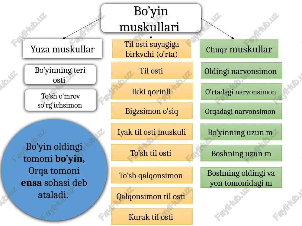 oldingi, tepa orqa) peshona suyagining burn qismidan boshlanib, ikki qosh o’rtasidagi teriga yopishadi 3 qismdan. 1-ko’z kosasi atrofida, 2-qovoqlarda joylashgan. 3-ko’z yoshi qismida joylashadi, 1-2 qisqarsa ko’z yumiladi 2 qosh o’rtasida joylashgan qisqarsa o’zaro yaqinlashib ajn paydo bo’ladi ko’z kosasining pastki qirg’og’idan boshlanib, burn qanotlariga lab va lunj terisiga yopishadi, yuqori labni ko’taradi yanoq suyagidan boshlanib, lunjga yopishadi, ogz burchagini yuqoriga pastga tortadi, tabassum paydo bo’ladi bosh muskuliga kiradi peshona m m.frantales ko’z aylana muskullari m.abliculares occule qoshni chimiruvchi muskul m.carriagator suppertili burn atrofi mus- m.nasales burn to’s’gi muskuli m.depressor nasi o’iz atrofi muskuli m.arbiculares orisg og’iz burchagini tepaga ko’taruvchi m.levator anguli oris og’iz burchagini pastga tushirvchi m.depressor anguli oris mimika kulgu muskuli og’iz burchagini pastga tortuvchi m pastki labni pastga tortuvchi bm og’iz burchagini ko’taruvchi engak m lunj muskuli og’izning aylana m burn muskuli yuqori jag’ suyagining oldingi yuzasidan boshlanib, og’iz burchagiga yopishadi pastki jag suyagining oldingi kesuvchi tishlari, …
