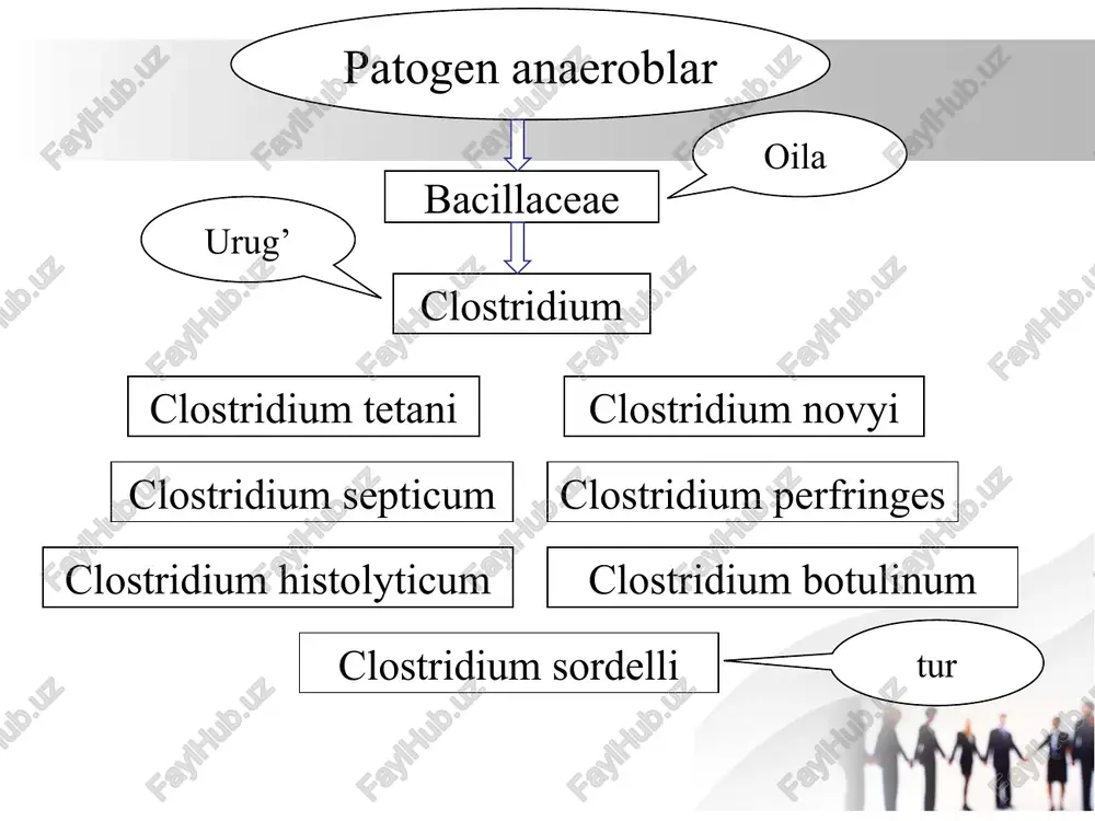 i tezda nitratlarni nitritlarga qaytaradi, indol hosil qiladi ekzotoksinlari: alfa gemolizin, beta-nekrotoksin, va enterotoksin clastridium novyi yirik, polimorf, ikki cheti bir oz bukilgan tayoqcha boʼlib, uzunligi 4,7 – 22,5 mkm eni 1,4 – 2,5 mkm. alohida-alohida joylashishi mumkin. koʼpincha kalta zanjirga oʼxshab joylashadi, harakatchan, 20 ga yaqin xivchinlari bor, peritrix, grammusbat, tashqi muhitda spora hosil qiladi o’sishi glyukozali qonli agarda r-shakldagi, gemoliz halqasiga ega boʼlgan koloniyalarni, agar ustunchasida esa momiqqa oʼxshash, atrofiga ingichka ipchalar tarqalgan koloniyalarni hosil qiladi clostridium septicum polimorf, uzunligi 3,4 – 14,1 mkm, eni 1,1 – 21,5 mkm, harakatchan, peritrix, grammusbat, tashqi muhitda spora hosil qiladi, kapsula hosil qilmaydi. biokimyoviy xususiyati va toksin hosil qilishi ekzotoksinlari: kuchli ekzotoksinlar. xayvonlar eritrotsitlarini gemolizga uchratadi. gialuronidaza, neyraminidaza, kollagenaza, fibrinolizin boshqa klostridiyalarga nisbatan ancha mayda, uzunligi 1,6 – 3 mkm, eni 0,6 – 1mkm . harakatchan, tuxumsimon, spora va kapsula hosil qiladi. grammusbat. jarohatlangan odam toʼqimasini eritib yuboradi. clostridium histolyticum grammusbat …