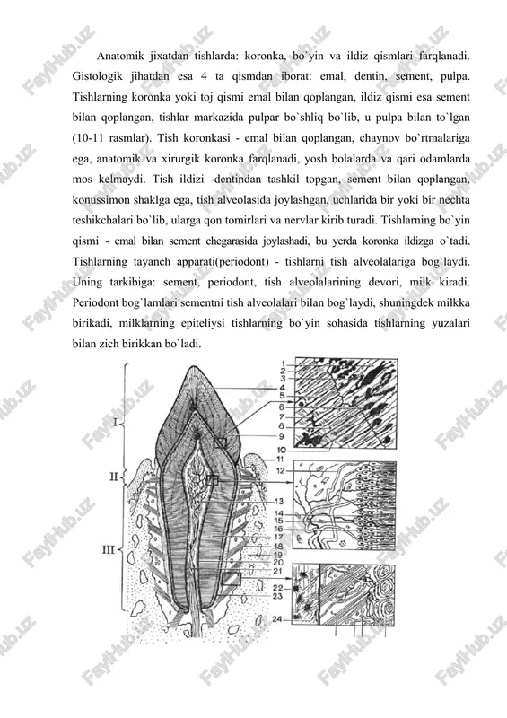 `ladi. emal plastinkalari - emal mineralizasiyasining ingichka bargsimon defektlari bo`lib, emal oqsillarini va og`iz bo`shlig`idan organik moddalarni tutadi. emal duklari - kalta to`g`nog`ichsimon yoki dugsimon tuzilmalar bo`lib, emalning ichki uchdan bir qismida joylashgan, o`zaro perpendikulyar bo`lib, dentin-emal chegarasida joylashadi, kam minerallashgan. taxminan emal hosil qilishda ishtirok etmaydigan, lekin u bilan o`ralib qolib ketgan ameloblastlarning qoldiqlari deb qaraladi. emal tutamlari - mayda konussimon tuzilmalar bo`lib, ularning uchlari dentin-emal chegarasiga perpendikulyar yotadi, kam ohaklangan emal va prizmalararo modda tutadi. dentin-emal birikmalari - dentin yuzasidagi anastomozlar hosil qilib birlashgan tutamlar, emalga botib kirib turadi. emal kutikulasi - emalni yupqa parda bo`lib qoplab turadi, unda 2 qavat farqlanadi: 1) birlamchi kutikula (nasmit pardasi) – glikoproteinlarning gomogen qavati; 2) ikkilamchi kutikula - tashqi qavati, emal a`zosining reduksiyaga uchragan epiteliysidan iborat. dentin - ohaklangan hujayralararo moddadan iborat bo`lib, unda dentin naychalari o`tadi, ularda odontoblastlarning o`siqchalari bo`ladi, hujayralarning tanalari pulpaning periferik qismida joylashadi. naychalar orasida - intertubulyar …