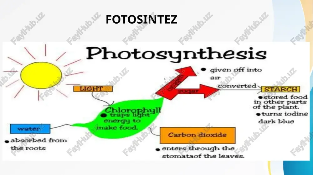 ron tashish deb atalmish fotosintezning siklik bo'lmagan yorug'lik fazasi. yana bor nadp qisqarishi sodir bo'lmaganda siklik elektron tashish. bunday holda, i fototizimidagi elektronlar atp sintez qilinadigan tashuvchi zanjirga o'tadi. ya'ni, bu elektron tashish zanjiri elektronlarni ii emas, i fototizimdan oladi. birinchi fototizim, xuddi siklni amalga oshiradi: chiqarilgan elektronlar unga qaytadi. yo'lda ular energiyaning bir qismini atp sinteziga sarflaydilar. yorug'lik fazasida sodir bo'ladigan reaktsiyalar fotosintezning yorug'lik bosqichi boshlanishi uchun zarur shart - bu quyosh nurining mavjudligi. hammasi yorug'lik fotoni xlorofillga (xloroplastlarda) tegishi va uning molekulalarini hayajonlangan holatga o'tkazishi bilan boshlanadi. buning sababi shundaki, pigment tarkibidagi elektron yorug'lik fotonini ushlab, yuqori energiya darajasiga o'tadi. keyin bu elektron tashuvchilar zanjiridan o'tib (ular xloroplast membranalarida o'tirgan oqsillar) atp sintez reaktsiyasiga ortiqcha energiya beradi. atp juda qulay energiya saqlash molekulasidir. bu yuqori energiyali birikmalarga tegishli - bu gidroliz paytida ko'p miqdorda energiya ajralib chiqadigan moddalardir. fotofosforlanish va oksidlovchi fosforlanish fotosintezning yorug'lik bosqichini hujayrali nafas olish …
