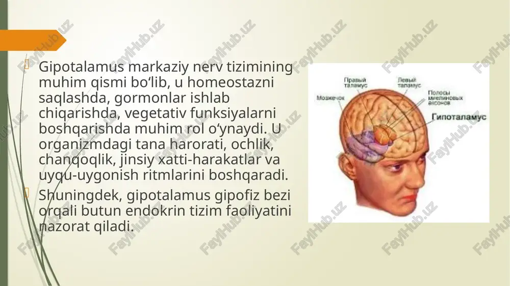 ga ega bo‘lib, uning patologiyalari ko‘plab tizimli buzilishlarga olib keladi. xulosa 1. guyton and hall: medical physiology 2. principles of neural science 3. endocrinology – basic and clinical 4. internet manbalari foydalanilgan adabiyotlar image1.jpg image2.jpg image3.jpg image4.jpg image5.jpg /docprops/thumbnail.jpeg