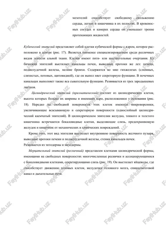 iy, predstav​lyaet soboy tonkie, uploshennie kletki, soderjashie nebolshoe koli​chestvo tsitoplazmi, odno ili dva yadra. kraya kletok nerovnie, tak chto poverxnost napominaet mozaiku. mejdu kletkami imeyutsya protoplazmaticheskie svyazi, blagodarya ko​torim eti kletki plotno soedinyayutsya drug s drugom. mezoteliy vistilaet poverxnost okoloserdechnoy sumki, poverx​nosti listkov plevri, bryushini, vipolnyaya razgranichitelnuyu i sekretornuyu funktsii. obrazuya gladkuyu poverxnost, mezoteliy sposobstvuet svobodnomu skol​jeniyu serdtsa, legkix i kishech​nika v ix polostyax. v krovenos​nix sosudax i kamerax serdtsa on umenshaet trenie protekayushix jidkostey. kubicheskiy epiteliy pred​stavlyaet soboy kletki kubiches​koy formi s yadrom, kotoroe ras​polojeno v tsentre (ris. 17). yavlyaetsya naimenee spetsializirovannim sredi razlichnix vidov epiteli alnoy tkani. kletki imeyut pyati- ili shestiugolnie ochertaniya. ku bicheskiy epiteliy vistilaet kanaltsi pochek, vivodnie protoki je lez: pecheni, podjeludochnoy jelezi, melkie bronxi. soderjitsya vo mno gixjelezax (slyunnix, slizistix, potovix, shitovidnoy), gde on vipol nyaet sekretornuyu funktsiyu. v pochechnix kanaltsax vipolnyaet takje vsa sivatelnuyu funktsiyu. razvivaetsya iz trex zarodishevix listkov. tsilindricheskiy epiteliy (prizmaticheskiy) …