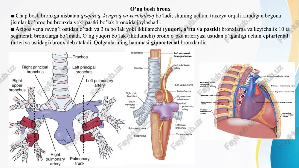 efleksini o’z ichiga olgan vasomotor tolalarga va tortishishga sezgir hisoblanadi. plevra bo’shlig’i ■ parietal va visseral plevra o’rtasidagi yoriqsimon plevra bo’shlig’idir. ■ o’ng va chap qismlar o’rtasida aloqa bo’lmagan yopiq qopni ifodalaydi. ■ plevra yuzasini namlaydigan va o’pkaning harakatini osonlashtiradigan suyuqlik qoplamasini o’z ichiga oladi. 1.kostodiafragmal sinus ■ qovurg’a va diafragma qismlari o’rtasida joylashgan. ■ tik holatda suyuqlik yigi’shi mumkin. ■ nafas olish jarayonida o’pkalarning kengayishi va torayishini ta’minlaydi. 2.kostomediastinal sinus ■ plevral bo’shliqning qovurg’a va mediastinal plevra uchrashgan qismi. image3.jpeg image4.jpeg image5.jpeg image6.jpeg image7.png image8.png image13.png image14.png image9.png image10.png image11.png image12.png image15.jpeg image16.jpeg image17.jpeg image18.png image19.png image20.png image21.png image22.jpeg image23.jpeg image24.jpeg image25.jpeg image26.jpeg image27.png image2.jpeg print /docprops/thumbnail.jpeg