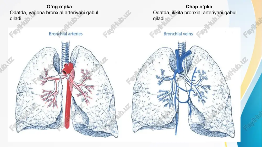 ; skalenus; katta va kichik pektoralis; tishli orqa yuqori muskullar. ■ quyidagi jarayonlarni o’z ichiga oladi: 1.diafragma qisqarishi ■ o’pkani pastki qismdan qorin bo’shlig’iga tortadi va shu bilan ko’krak qafasining vertikal diametrini oshiradi. 2.o’pka va plevral bo’shliqning kattalashishi ■ o’pka ichidagi bosimni pasaytiradi (negativ bosim yaratadi), shunday qilib, atmosfera bosimi tufayli havoning o’pkaga kirishiga imkon beradi. 3.majburiy nafas olish ■ qovurg’alar ko’tarilishi va qovurg’alararo mushaklar qisqarishini o’z ichiga oladi (superolater harakat), to’sh suyagi bilan chelak tutqichi kabi harakatlanadi. ■ ko’krak bo’shlig’ining ko’ndalang va anteroposterior diametrlarini oshiradi. qorin bo’shlig’i bosimi ortishi bilan qorin hajmi qisqaradi. nafas chiqarish ■ quyidagi mushaklarni o’z ichiga oladi: tashqi qorin devori mushaklari, ichki qovurg’alararo (qovurg’a qismi) mushaklar, orqa pastki tishli mushaklar. ■ quyidagi jarayonlardan iborat: 1.umumiy jarayon ■ diafragma, ichki qovurg’alararo mushaklar, va boshqa mushaklar bo’shashishi; ko’krak qafasi hajmining pasayishi; ichki ko’krak qafasi bosimini ortishidan iborat. qorin bo’shlig’i bosimi tushadi va qovurg’alar qisiladi. 2. o’pkaning elastik …