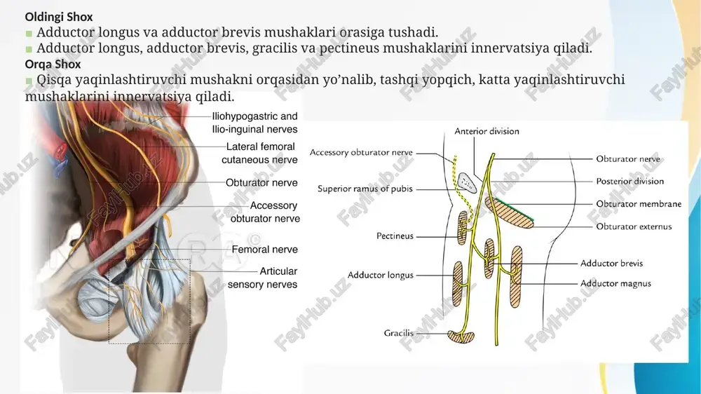 ikastlanishi natijasida oyoq osilib qolishi (oyoq kaftini dorsifleksiyasi yo'qolishi) va oyoqni kaft usti qismida hamda butun oyoqni lateral tomonida sezuvchanlik yo'qoladi, oyoqning old va lateral bo'linmalaridagi barcha mushaklarning falajiga olib keladi (oyoq kaftini yuqoriga va pastga bukuvchi va yozuvchi muskullari). yuzaki fibular nerv (teri nervlari, yuzaki venalar va limfalariga qarang) ■ kichik boldir bo'ynining lateral tomonidagi umumiy fibular nervdan kelib chiqadi, u umumiy fibular nervga qaraganda shikastlanishga moyilligi kamroq. ■ uzun va kalta fibular muskullarni innervatsiya qiladi va keyin uzun va kalta fibular muskullar orasiga kirib, oyoqning pastki uchdan bir qismidagi chuqur fatsiyani teshib, teri ostiga keladi. ■ lateral bo’linmaga tushadi va oyoqning pastki lateral qismi hamda oyoq kaft usti terisini innervatsiya qiladi. chuqur fibular nerv ■ kichik boldir bo'ynining lateral tomonidagi umumiy fibular nervdan kelib chiqadi (shikastlanishga moyil, biroq umumiy fibular nervga nisbatan kamroq shikastlanadi). ■ oyoq barmoqlarini yozuvchi uzun muskul orqali o'tib, old bo'linmaga kiradi. ■ suyaklararo membranaga …