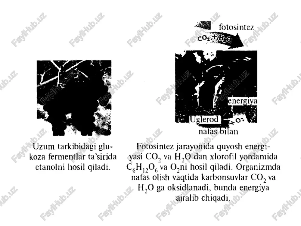 karbonsuvlar monosaxaridlar karbonsuvlar monosaxaridlar - Page 3