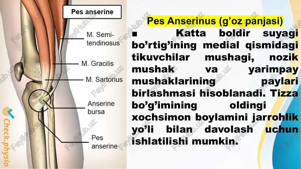 tortilgan bo’lib, ostida uchta suyak-fibroz va bitta fibroz kanal hosil bo’ladi. ■ undan uchta pay, qon tomirlarini va uning chuqur joyida nerv o’tadi (oldindan orqaga) bular: tibialis posterior, flexor digitorum longus, orqa tibial arteriya va vena, tibial nerv, va flexor hallucis longus. tendo calcaneus (axill payi) ■ uch boshli mushakning (boldir va kambalasimon mushaklar) tovon suyagi bo’rtig’iga kirish payi hisoblanadi. plantar aponevroz ■ plantar mushaklarni himoyalovchi qalin fatsiyadir. ■ tovon bo’rtig’idan oyoq barmoqlari tomon yoyilib, oyoq barmoqlarining kalta bukuvchi muskullariga biriktirilishini ta’minlaydi. oyoq panjasi yoylari 1. medial bo’ylama yoy ■ talus, tovon, qayiqsimon, ponasimon va uchta medial metatarsal suyaklarning bir-biriga bog’lanishidan hosil bo’ladi. ■ unda talus boshchasi mavjud bo’lib, u sustenaculum tali va qayiqsimon suyaklarning o’rtasida joylashgan. ■ flexor hallucis longus payi tomonidan mustahkamlanadi. yassi oyoqlik (talipes planus) oyoq panjasi shakli o’zgarishi bo’lib, uning bo’ylama va ko’ndalang yoyining pasayishi bilan ifodalanadi. plantar mushaklar, uzun va qisqa plantar boylamlarning tortishishi sabab …