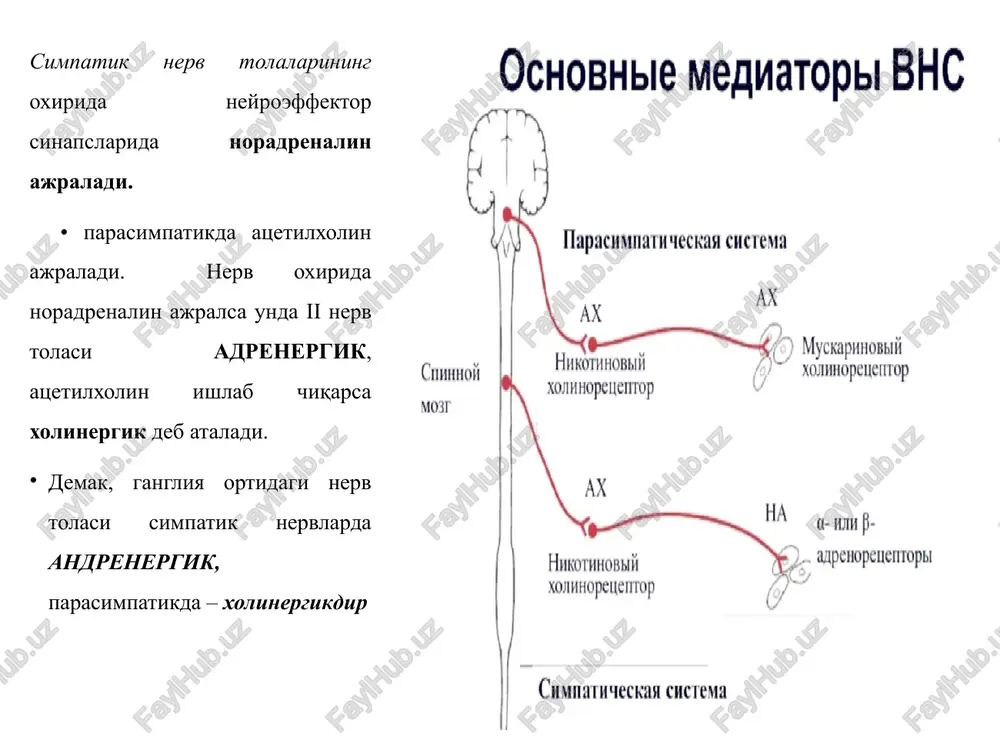 β2); - yurak qisqarishining soni va kuchi ortadi (β1); - me'da-ichak trakti a'zolarining harakati va tonusi susayadi (β1). adrenoretseptorlarni qo'zg'tuvchi vositalar (α, β -adrenomimetiklar) adrenalin - buyrak usti bezining miya qismidagi xromaffin xujayralarida hosil bo'ladigan gormon. sintetik yo'l bilan ham olingan. so'yilgan qora mollarning buyrak usti bezidan ajratib olinadi. adrenalin α va β-adrenoretseptorlarni bevosita qo'zg'atadi. bronxlar va skelet mushaklari tomirlarida, hamda yurakda asosan β-adrenoretseptorlar bor. uglevod va yog' almashinuvini boshqaruvchi funktsional faol makromolekulalarda xam β-adrenoretseptorlar bor, chunki adrenomimetiklar ta'sirida adrenilatsiklaza faollashadi, atfdan tsamf hosil bo'lishi ortib, u proteinkinaza va fosforilaza fermentlarining faolligini oshirishi natijasida glikogen parchalanishi tezlashadi-giperglikemiya yuzaga keladi. fiziologik kontsentratsiyalarida faqat β-adrenoretseptorlarni qo'zg'atadi, katta kontsentratsiyalarda α adrenoretseptorlarni ham qo'zg'atadi. ko'zning radial mushaklari (m.dilatator pupilae) stimullaydi - ko'z qorachig'i kengayadi, lekin ko'zning ichki bosimi oshmaydi, chunki tomirlar torayadi va suyuqlik ishlab chiqish pasayadi. yurak qisqarishlarining soni va kuchi ortadi (yurakning minutlik va sistolik hajmi ortadi), qon bosimi ko'tariladi musbat inotrop …