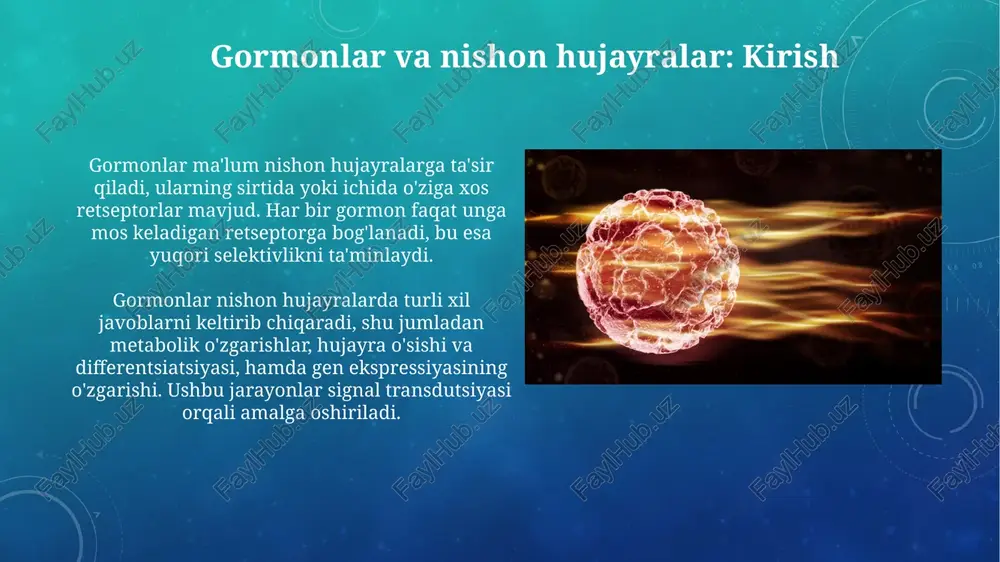 javoblarni tartibga solish gormonal javoblarni tartibga solishda gormonlarning metabolik yo'llar orqali yo'q qilinishi muhim rol o'ynaydi, bu jarayon gormon kontsentratsiyasini kamaytirib, javobning davomiyligini cheklaydi. retseptorlarning pastga regulyatsiyasi, masalan, ichki qabul qilish yoki yo'q qilish orqali hujayralar gormon signaliga sezgirlikni pasaytirishi mumkin, bu esa haddan tashqari stimulyatsiyani oldini oladi. gormonal buzilishlar va kasalliklar 1-toifa qandli diabet gormonal buzilishdir, bunda autoimmun reaktsiya insulin ishlab chiqaruvchi beta hujayralarini yo'q qiladi, natijada giperglikemiya va glyukoza metabolizmining buzilishi kuzatiladi. gipotiroidizm qalqonsimon bez gormonlarining (t3 va t4) etarli bo'lmasligi bilan tavsiflanadi, bu metabolizmning sekinlashishiga, charchoqqa va vazn ortishiga olib keladi. e'tiboringiz uchun rahmat image2.png image5.jpg image6.jpg image7.jpg image8.jpg image9.jpg image10.jpg image11.jpg image12.jpg image13.jpg image14.jpg