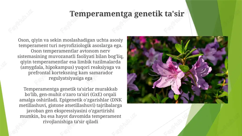 izm, ekstraversiya, neyrotizm) shaxsiyat o'lchamlarining biologik asosini, miya faoliyatining o'ziga xos naqshlari va neyrotransmitter darajalari bilan bog'laydi. masalan, ekstraversiya retikulyar aktivatsiya sistemasidagi (ras) qo'zg'alish chegaralari bilan bog'liq qadimgi yunon tabibi galen (mil. 130-200) to'rt temperamentni aniqlagan: sanguin (optimistik, jamiyatparvar; qon bilan bog'liq), xolerik (asabiy, shuhratparast; sariq safro), melanxolik (fikrli, ijodiy; qora safro), flegmatik (xotirjam, ishonchli; balg'am). gipokratning gumoral nazariyasi (mil. avv temperamentga kirish temperament, tugʻma xulq-atvor moyilliklarini oʻz ichiga olgan holda, umr boʻyi rivojlanish davrida reaktivlikka (masalan, 4 oylikdagi qoʻrquv reaksiyasi latentligi), oʻzini tartibga solishga (faollikka nisbatan salbiy taʼsirchanlik) va kuchli nazoratga (diqqatni jamlash, inhibisyon nazorati) taʼsir qiladi temperament bolaning kognitiv qobiliyatlari (e’tibor, xotira), ijtimoiy-emotsional funksiyalari (tengdoshlar bilan munosabatlar, bogʻlanish uslublari) va xulq-atvor muammolari (masalan, e’tibor tanqisligi va giperaktivlik buzilishi) ga ta’sir qiladi temperament va psixopatologiya to'rtta asosiy temperament turi (masalan, oson, qiyin, sekin qiziquvchi va beparvo/cheklangan) miya faoliyatining turli xil naqshlari bilan bog'liq. masalan, yuqori xulq-atvor inhibitsiyasi bo'lgan shaxslarda …