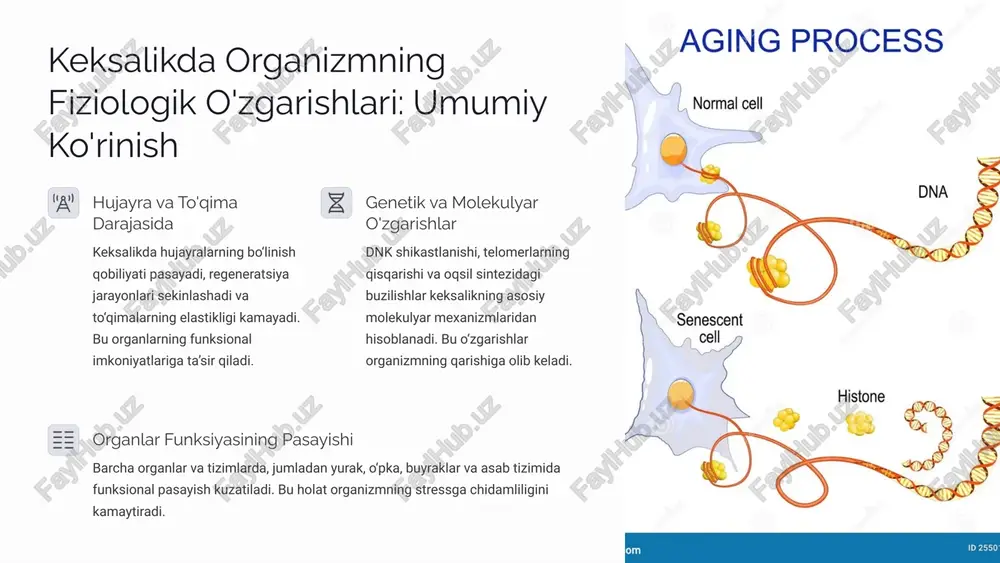 adi. 1 qizilo'ngach va oshqozon qizilo‘ngach peristaltikasi sekinlashadi. oshqozon kislotasi ishlab chiqarish kamayadi, bu esa ovqat hazm qilishni qiyinlashtiradi va ba’zi vitaminlar (b12) so‘rilishini buzadi. 2 ichaklar ichak peristaltikasi sekinlashadi, bu esa ich qotishiga olib keladi. oshqozon osti bezi fermentlari va o‘t ishlab chiqarish kamayishi yog‘lar va vitaminlarning so‘rilishini buzadi. 3 jigar jigar hajmi va qon oqimi kamayadi. dori-darmonlarni metabolizm qilish qobiliyati pasayadi, bu esa dori dozalarini to‘g‘irlashni talab qiladi. 4 1.7.2013 6 ‹#› buyrak va siydik yo'llaridagi o'zgarishlar buyrak funksiyasi buyrak hajmi kamayadi va glomerulalar soni pasayadi. glomerulyar filtratsiya tezligi (gfr) pasayadi, bu esa buyraklarning chiqindi mahsulotlarini filtratsiya qilish qobiliyatini kamaytiradi. siydik pufagi siydik pufagining sig‘imi kamayadi va devorlari elastikligini yo‘qotadi. bu siydik chastotasining oshishiga va kechasi siydik ajratishga olib keladi. siydik tutolmaslik siydik pufagi sfinkterlarining zaiflashishi, ayniqsa ayollarda, siydik tutolmaslik xavfini oshiradi. prostata bezining kattalashishi erkaklarda siydik yo‘llarining tiqilib qolishiga olib kelishi mumkin. 1.7.2013 7 ‹#› nerv tizimi …