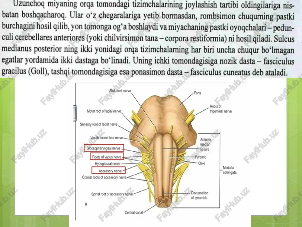uzunchog miyani anatomiya - Page 3