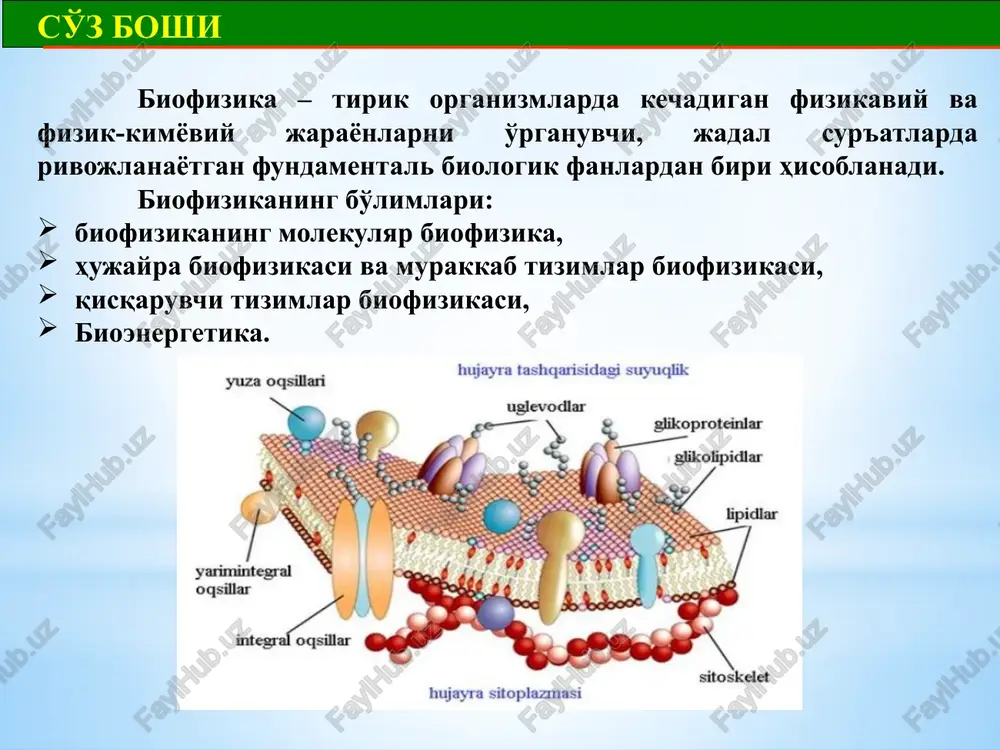 lar olib boradi. r.z.sobirov 115 ta ilmiy va 1 ta monografiya muallifi. uning rahbarligida 5 ta nomzodlik dissertatsiyasi himoya qilingan. respublikamizda biofizika sohasidagi ilmiy-tadqiqotlarning rivojlanishida o'zr fa fiziologiya va biofizika institutining tutgan o'rni alohida ahamiyatga ega. o'zbekistonda 1963 yil akademik yo.x.turaqulov toshkent davlat universitetida biokimyo va biofizika kafedrasiga asos soldi va ushbu kafedrada biofizik mutaxassislar tayyorlana boshlandi. 1979 yil esa ushbu kafedradan akademik b.o.toshmuxamedov rahbarligida biofizika va tabiatni muhofaza qilish kafedrasi ajralib chiqdi va biofizika maktabiga asos solindi. o'zr fa fiziologiya va biofizika instituti 1985 yil o'zr fa fiziologiya instituti va o'zr fa biokimyo institutining biofizika bo'limining birlashishi natijasida tashkil topgan. institut o'zr fa tibbiyot, kimyo, biologik fanlar kompleksi tarkibiga kiradi va o'zining faoliyatini fanlar akademiyasining ilmiy-uslubiy rahbarligi ostida olib boradi. b.o.toshmuhamedov rahbarlik qilgan davr mobaynida biofizika bo'limiga biofizika, elektrofiziologiya, molekulyar biofizika va biokimyoning fiziologik aspektlari bo'yicha tadqiqotlar olib boradigan hujayra biofizikasi, molekulyar biofizika, membranalar biofizikasi laboratoriyalari tashkil qilingan. keyinchalik …
