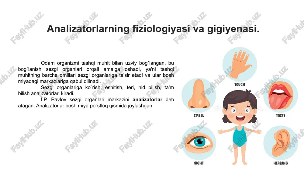 bilan gavharning o`rtasida ham bo`shliq bo`lib bunga ko`zning orqadagi kamerasi deb ataladi. har bir ko`ruv nervida 1 mln. ga yaqin nerv tolalari bor. ko`z soqqasining ichki ya'ni to`rsimon pardasi ayniqsa muhim ahamiyatga ega bo`lib, uning orqa qismida yorug`likni, ranglarni qabul qiluvchi retseptorlar joylashgan. ular maxsus nerv hujayralari bo`lib, tayyoqcha va kolbacha shaklidadir. ko`z soqqasining to`rsimon pardasida 130 mln ga yaqin tayyoqchasimon retseptorlar bo`lib, ular yorug`lik kamayganda yoki tun vaqtida qo`zg`aladi. kolbachasimon retseptorlar to`r pardada 7 mln ga yaqin bo`lib, yorug`lik yetarli bo`lganda qo`zg`alib, ko`zning kunduzi ko`rish qobiliyatini ta'minlaydi. kolbachasimon retseptolar funktsiyasiga ko`ra uch xil: ko`k, yashil va qizil ranglarni qabul qiluvchi bo`ladi. uchalasining baravar qo`zg`alishi esa oq rangni ko`rishga imqon beradi chunki to`r pardaning kolbachasimon retseptolarida ranglarni sezuvchi retseptorlar yoki nervlar bo`ladi. tayyoqchasimon retseptorlarda esa bu kabi ranglarni sezuvchi retseptor yoki nervlar bo`lmaydi, shuning uchun kechasi qorong`u bo`lib ko`rinadi. koʻz retseptorlari tayoqchasimon retseptorlar kolbachasimon retseptorlar koʻz vazifasi ko`z bajaradigan funktsiyasiga …