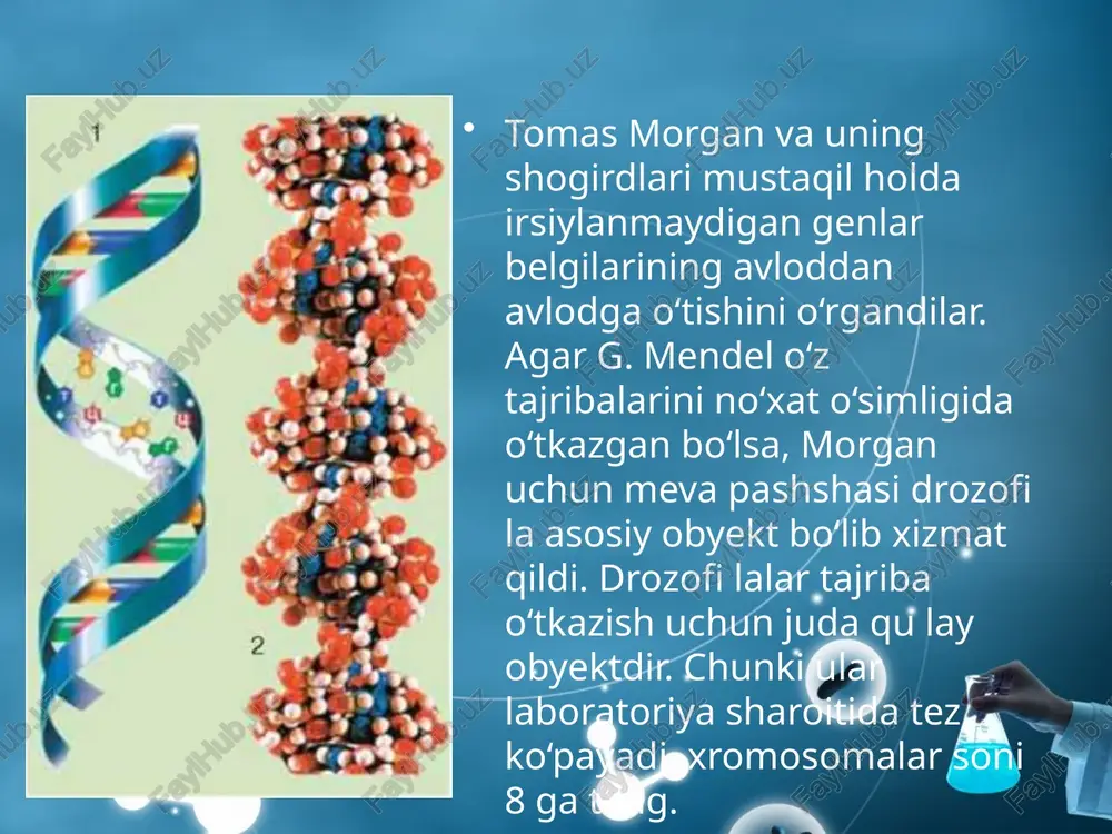 nazariyasini yaratdi. uning mazmuni quyidagicha: genlar xromosomalarda ma’lum bir chiziqli ketma-ketlikda joylashadi; har bir gen xromosomada o‘z o‘rni (lokus)ga ega; allel genlar gomologik xromosomalarning aynan bir xil lokuslarida joylashadi; bitta xromosomada joylashgan genlar birikish guruhini hosil qilib, birgalikda irsiylanadi; birikish guruhlari soni xromosomalarning gaploid to‘plamiga teng va har bir tur uchun doimiydir. krossingover jarayonida genlarning birikishi buzilishi mumkin, bunda rekombinant xromosomalar hosil bo‘ladi; krossingover chastotasi genlar orasidagi masofaga bog‘liq: masofa qanchalik uzoq bo‘lsa, krossingover shuncha ortadi; rekombinatsiya foizi asosida genlar orasidagi masofa aniqlanadi, bu esa xromosomalar xaritasini tuzishga imkon beradi. bu sohadagi tadqiqot natijalari xromosomaning genetik va sitologik xaritasini yaratish imkonini vujudga keltirdi. ma’lum birikish guruhga kirgan genlarning joylashish tasviri genetik xarita deyiladi. genetik xaritada organizmning har bir birikish guruhi alohida tasvirlanadi va ularda joylashgan genlarning qisqartirilgan nomi beriladi, genlar orasidagi masofa krossingover foizlari natijalariga qarab belgilanadi. savol va topshiriqlar birikkan holda irsiylanish hodisasi dastlab kimlar tomonidan aniqlangan? t.morgan o‘z …