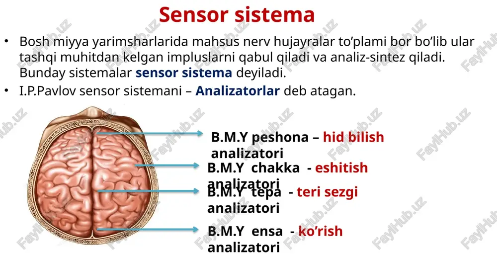 a boʻlgan tovush toʻlqinlarini sezadi. yosh ortishi bilan quloqning tovushni sezish chegarasi kamayib boradi. eshitish organi sogʻlom boʻlishi uchun uning gigiyenasiga rioya qilish kerak. quloqni toza saqlash kerak, quloqni kovlash mumkin emas. oʻrta quloqning yalligʻlanishi, ya’ni ottit kasalini oldini olishga harakat qilish kerak. qulogʻi yaxshi eshitmaydigan bolalarni oldingi partalarga oʻtkazish tavsiya etiladi. image1.png image2.png image3.png image4.png image5.png image6.png image7.png image8.png