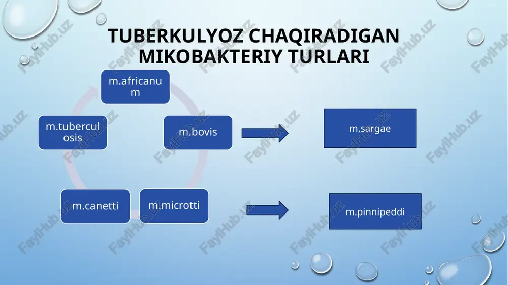 l kislotalari erkin sulfolipidlar va kord-fa sifatida hujayra yuzasida joylashib, bu m. tuberculosisni chilvir ko'rinishida koloniyalar hosil qilishiga sabab bo'ladi. mikol kislotalari mikobakteriyaning struktur tuzilishi, fiziologiyasida o'ziga xosligi hamda kalit rolini o'ynashi, etiotrop davolashda mikobakteriyalarni yaqqol nishonga aylantiradi. tuberculosis hujayra devorining tuzilishi. glikolipidlar qavati "mikozidlar" deb nomlanadi va ba'zida ular mikrokapsula bilan solishtiriladi. mikozidlar strukturasi va funksional holati bo'yicha grammanfiy bakteriyalarning tashqi membranasidagi lipopolisaxaridlarni eslatadi, lekin ularda agressivlik xususiyati yo'q, shunga qaramay ular zaharli va granulyoma hosil boʻlishiga olib keladi (kord omil va sulfolipidlarga o'xshab). hujayra membranasi va hujayra qobig'i qatlamlaridan kanallar yoki teshiklar o'tgan boʻlib, ularni moddalar diffuziyasi boshqaruvini ta'minlovchi qisqa muddatda yashovchi sust teshiklar va energiyaga qaram transport moddalarni ta'minlovchi uzoq muddat yashovchi kanallarga boʻlish mumkin. mikobakteriya hujayra devorining yana bir qismi bo'lib lipoarabinomannan hisoblanadi. u plazmatik membranadan chiqib, hujayra devori orqali o'tadi va uning yuzasiga chiqadi. bu tomondan u grammanfiy bakteriyalardagi lipoteyx kislotalariga yoki grammanfiy bakteriyalardagi lipopolisaxaridli …