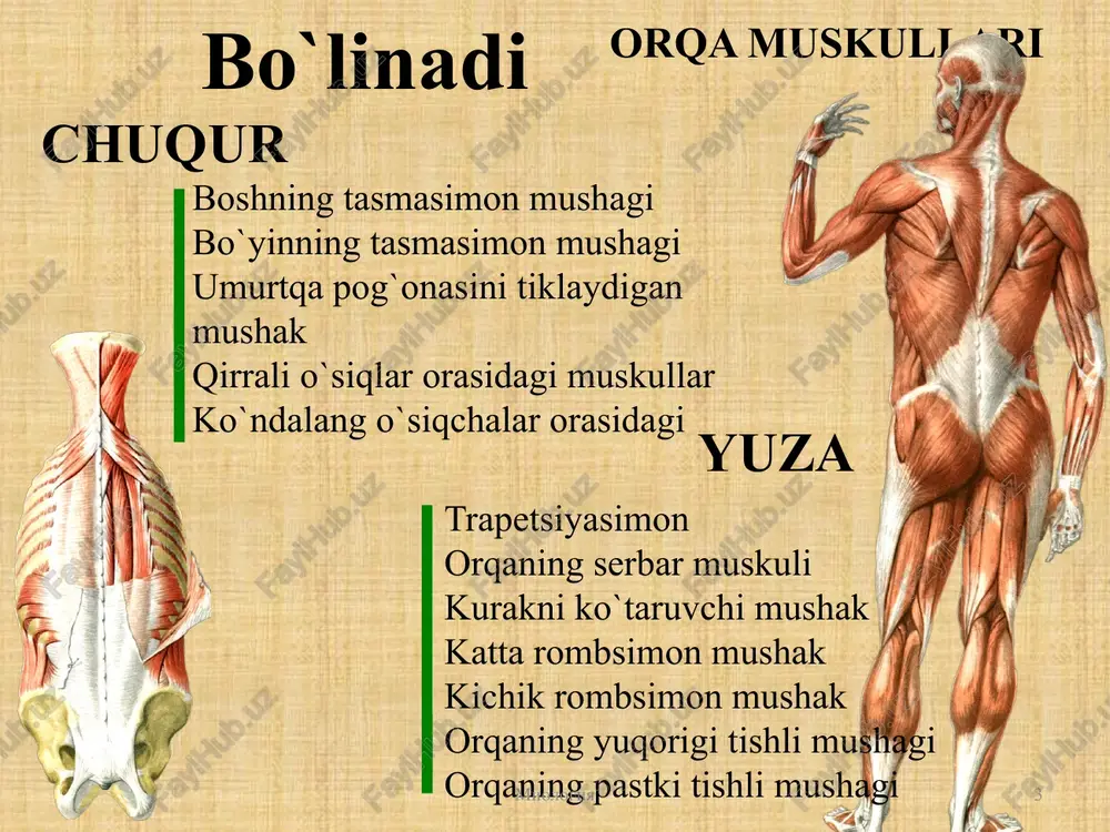 eplyayutsya k akromialnomu kontsu klyuchitsi, srednie idut gorizontalno k acromion, a nijnie podnimayutsya vverx i lateralno k spina scapulae. f u n k ts i ya 1. verxnie volokna mishtsi podnimayut kverxu poyas verxney konechnosti, prichem lopatka povorachivaetsya svoim nijnim uglom v lateralnuyu storonu, kak eto bivaet, naprimer, pri podnyatii ruki vishe gorizontalnoy linii. nijnie volokna opuskayut lopatku knizu. pri sokrashenii vsex volokon mishtsa tyanet poyas verxney konechnosti kzadi i k seredine, prichem obe lopatki sblijayutsya mejdu soboy, esli eto deystvie proisxodit na obeix storonax. (inn. p. accessorins xi i cn_iv.) 5 vazifasi 1.barcha qimi qisqarganda kurakni umurtqa pog`onasiga yaqinlashtiradi. 2. tepa qismi qisqarganda kurakni ko`taradi. urgufk 6 miologiya 1. m. trapezius, trapetsievidnaya mishtsa. ona zanimaet verxnyuyu chast spini vplot do zatilka i imeet treugolnuyu formu. obe trapetsievidnie mishtsi, vzyatie vmeste, obrazuyut figuru trapetsii, otchego i proisxodit nazvanie mishtsi. mishtsa nachinaetsya ot ostistix otrostkov vsex grudnix pozvonkov, ot lig. nuchae …