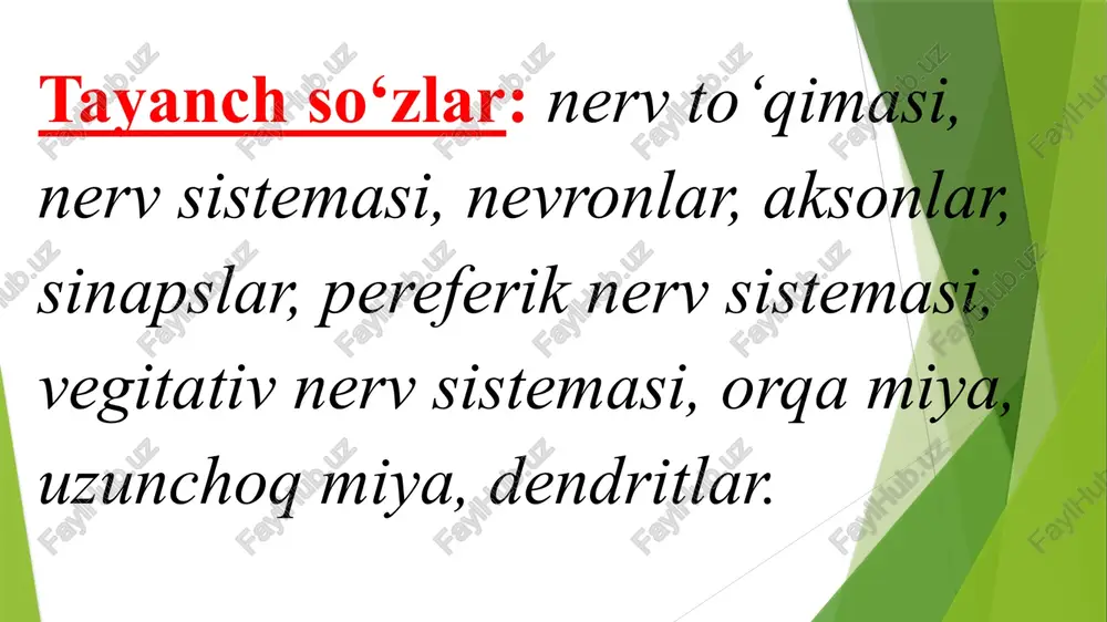 rkazlarni bosh miya po‘sti idora etadi. vegetativ nerv sistemasi umumiy nerv sistemasining bir qismi bo‘lib, ichki organlar hazm, nafas, qon aylanish organlarining ishlarini va ichki sekretsiya bezlarining faoliyatini idora qiladi. vegetativ nerv sistemasi ikki blokdan: simpatik nerv sistemasi va parasimpatik nerv sistemasidan iborat. simpatik nerv sistemasi orqa miyaning ko‘krak va yuqori bel bo‘limlaridadir. simpatik nerv sistemasining tolalari tanadagi hamma organlarga yoyiladi. parasimpatik nerv sistemasining markazlari to‘rt tepalikda, o‘rta miyada (varoliev ko‘prigi), uzunchoq miyada va orqa miyaning dumg‘aza bo‘limidadir. markaziy nerv sistemasi. inson bosh miya, orqa miya va periferik nerv sistemalarida iborat. bosh miyaning o‘zi esa yuqori miya ya'ni miya po‘stlog‘i va po‘stloq osti tugunchali, miya (ko‘rish do‘ngligi va do‘nglig osti), o‘rta miya (to‘rt do‘nglik va miyacha oyoqchalari), miya ustuni (varoliev ko‘prigi, uzunchoq miya va miyacha)lardan tashkil topgan. umurtqa kanaliga joylashgan orqa miya kalla suyagidagi uzunchoq miyaning ustuni hisoblanadi. bosh miya. tuzilish va bajaradigan funksiyalarini nazaraga olsak, bosh miya juda murakkab …