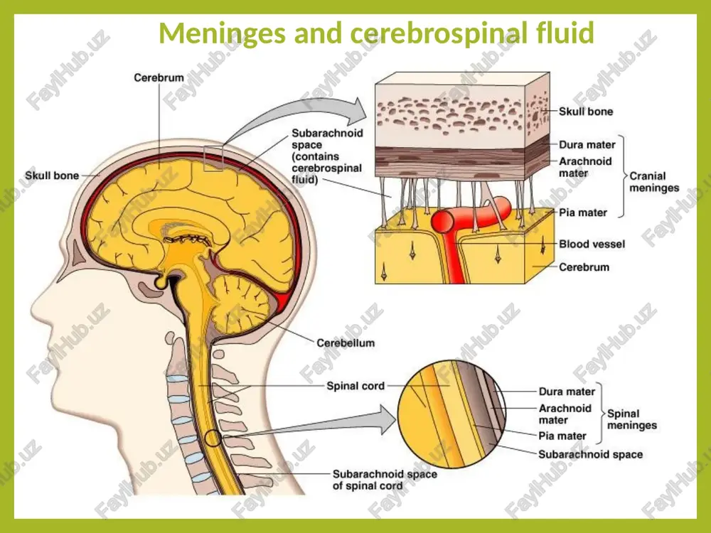 nervous and mental system disease - Page 3