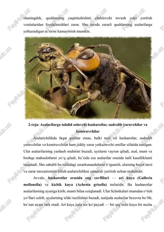 uyalarning atrofiga himoya to‘rlari o‘rnatishlari, shuningdek, qushlarning yaqinlashishini cheklovchi tovush yoki yoritish vositalaridan foydalanishlari zarur. shu tarzda zararli qushlarning asalarilarga yetkazadigan ta’sirini kamaytirish mumkin. 2-reja: asalarilarga tahdid soluvchi hasharotlar, sudralib yuruvchilar va kemiruvchilar asalarichilikda faqat qushlar emas, balki turli xil hasharotlar, sudralib yuruvchilar va kemiruvchilar ham jiddiy zarar yetkazuvchi omillar sifatida tanilgan. ular asalarilarning yashash muhitini buzadi, uyalarni vayron qiladi, asal, mum va boshqa mahsulotlarni yo‘q qiladi, ba’zida esa asalarilar orasida turli kasalliklarni tarqatadi. shu sababli bu toifadagi zararkunandalarni o‘rganish, ularning hayot tarzi va zarar mexanizmini bilish asalarichilikni samarali yuritish uchun muhimdir. avvalo, hasharotlar orasida eng xavflilari — ari kuya (galleria mellonella) va kichik kuya (achroia grisella) turlaridir. bu hasharotlar asalarilarning uyasiga kirib, mumi bilan oziqlanadi. ular lichinkalari mumdan o‘tish yo‘llari ochib, uyalarning ichki tuzilishini buzadi, natijada asalarilar bezovta bo‘lib, ba’zan uyani tark etadi. ari kuya juda tez ko‘payadi — bir urg‘ochi kuya bir necha yuz dona tuxum qo‘yadi, shuning …
