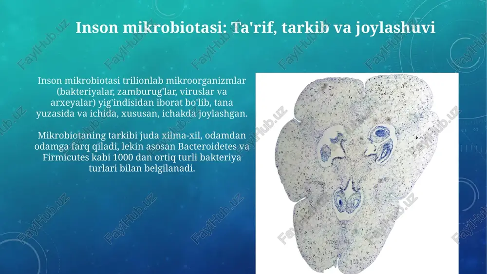 inson mikroflorasi - Page 3