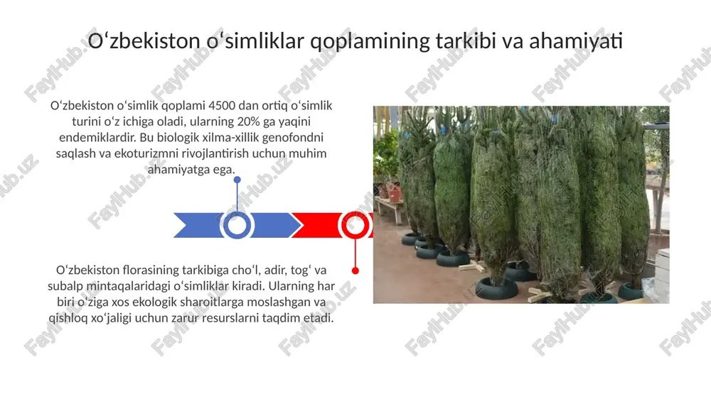 n shu yerda yashaydi. togʻ oldi mintaqasida oʻsimliklar zonaligi balandlik ortishi bilan oʻzgaradi, masalan, 500-1200 metrda efemeroidlar va kserofit butalar ustunlik qiladi, bu esa suv ta'minoti bilan bog'liq. ekologik omillar, xususan, tuproq unumdorligi va namlikning mavjudligi togʻ oldi oʻsimliklarining tarqalishiga sezilarli ta'sir koʻrsatadi, bu esa turli xil oʻsimliklar jamoalarini shakllantiradi. togʻ oldi oʻsimliklari: zonalik va ekologik omillar ta’siri oʻzbekistonning endemik oʻsimliklari: tarqalishi va muhofazasi oʻzbekistonning 650 dan ortiq endemik oʻsimlik turlari mavjud boʻlib, ularning aksariyati gʻarbiy tyan-shan va pomir-oloy togʻ tizmalarida tarqalgan hamda muhofaza choralari talab etiladi. endemik oʻsimliklarning tarqalishi togʻli hududlarning oʻziga xos ekologik sharoitlari bilan bogʻliq, ularning koʻpchiligi 2000 metrdan yuqori balandliklarda uchraydi va ularni muhofaza qilish zarur. noyob va yoʻqolib borayotgan oʻsimliklar: sabablari va saqlash choralari noyob turlarning yo'qolib ketishiga antropogen omillar, xususan, yerlarni o'zlashtirish va chorvachilikning haddan tashqari ko'payishi sabab bo'ladi. 1970-yillardan boshlab qizil kitobga kiritilgan 300 dan ortiq o'simlik turi mavjud. muhofaza choralari orasida qo'riqxonalarni …