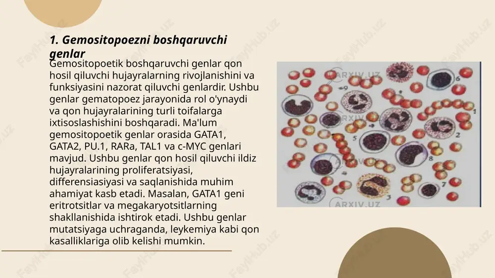 trombotsitlarning hosil bo‘lish jarayonidir. bu jarayon suyak iligida megakaryotsitlar deb ataluvchi yirik hujayralardan boshlanadi. trombopoetin gormoni trombositopoezni tartibga soluvchi asosiy omildir. u jigarda ishlab chiqariladi va megakaryotsitlar differensiasiyasini rag‘batlantiradi. sog‘lom odamda trombotsitlarning qon zardobidagi darajasi har mikrolitrda 150,000 dan 450,000 gacha bo‘ladi. megakaryotsitlar bo‘linib, yuzlab trombotsitlar hosil qiladi. qonda trombotsitlarning yetarli darajada bo‘lishi qon ivishining normal faoliyati uchun muhimdir. qonda trombotsitlar darajasining me’yordan chiqishi turli kasalliklar alomati bo‘lishi mumkin. ... t.me/slaydai_bot 7. gemositopoezda o'sish faktorlarining ahamiyati gemositopoezda o'sish faktorlarining ahamiyati shundaki, ular qon hosil bo'lish jarayonida muhim rol o'ynaydi. bu faktorlar, masalan, eritropoetin, trombopoetin va turli xil sitokinlar inson organizmida qon hujayralarining o'sishi va rivojlanishini rag'batlantiradi. qizil qon hujayralari, trombotsitlar va oq qon hujayralarini ishlab chiqarishda yordam beradi. bu faktorlarning disbalansi turli kasalliklar, masalan, anemiya yoki leykemiya rivojiga olib kelishi mumkin. shuningdek, ular gematologik terapiyalarda qo'llanilishi bilan ham ahamiyatlidir, shu sababli ilmiy tadqiqotlarda va klinik amaliyotda jiddiy o'rganiladi. ... t.me/slaydai_bot …