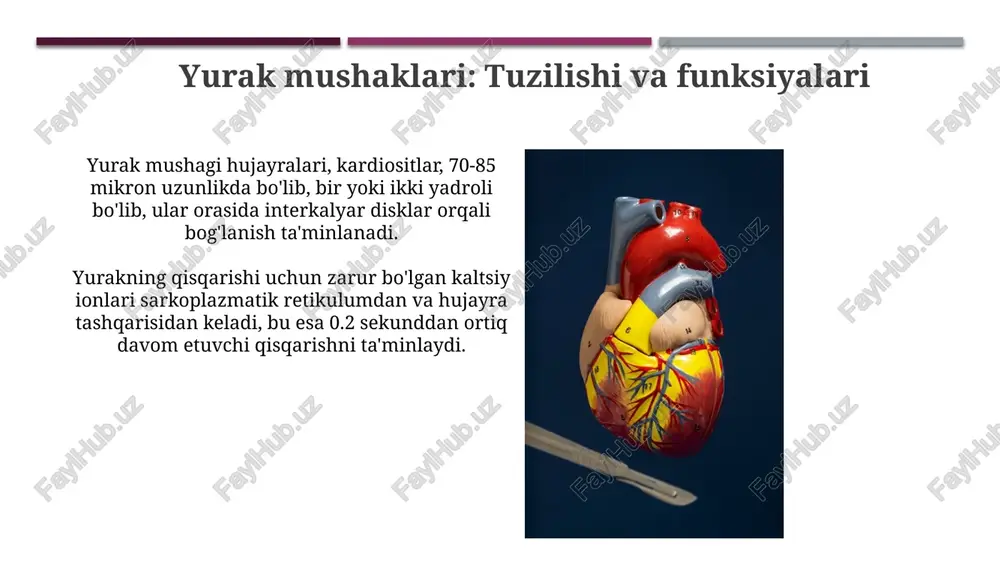yurak mushaklari va qon aylanish - Page 3