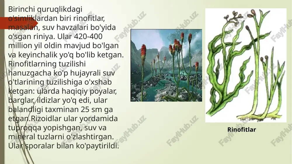 edi. ba'zi o'simliklarning suv hayotidan quruqlik hayotiga o'tishi boshlandi. qadimgi ko'p hujayrali suv o'tlarida tuzilish asta-sekin murakkablashdi va ular birinchi quruq o'simliklarni paydo bo'lishiga olib keldi yuqori sporali o'simliklarning kelib chiqishi... riniofitga o'xshash o'simliklardan qadimgi mox, otquyruq va ferns va, ehtimol, allaqachon poyalari, barglari, ildizi bo'lgan moxlar paydo bo'lgan (87-rasm). bu odatiy sporali o'simliklar edi, ular taxminan 300 million yil oldin, iqlimi iliq va nam bo'lgan davrda gullab-yashnagan, bu esa fermuar, otquyruq va limfoidlarning o'sishi va ko'payishiga yordam bergan. biroq, ularning quruqlikka kelishi va suv muhitidan ajralib chiqishi hali yakuniy emas edi. jinsiy ko'payish paytida sporali o'simliklar urug'lantirish uchun suvli muhitga muhtoj. urug'lik o'simliklarini rivojlantirish. karbon davri oxirida yer iqlimi deyarli hamma joyda quruqroq va sovuqroq bo'lib qoldi. ibtidoiy gimnospermlar paydo bo'ldi - ba'zi qadimiy fernga o'xshashlarning avlodlari. turmush sharoitlari o'zgarishda davom etdi. iqlim yanada og'irlashgan joyda qadimgi gimnospermlar asta-sekin yo'q bo'lib ketdi. ularning o'rnini mukammalroq o'simliklar - qarag'ay, archa, …