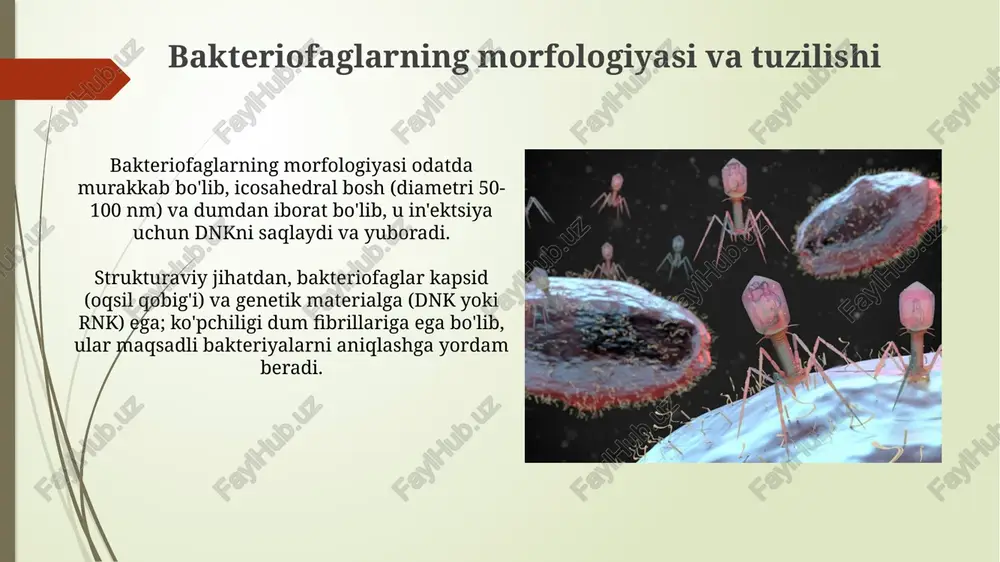 bakteriofaglar marfalogiyasi - Page 3