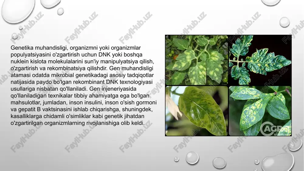 iq. ti-plazmida hujayraga genetik axborotni kiritish uchun zarur bo'lgan barcha xususiyatlarga ega tabiiy vektor bo'lib hujayraga genetik axborotni kuritish uchun universal international scientific journal 2024, 1(9) universaljurnal.uz 204 zarur xususiyatlarga ega. o'simlik zararlangandan so'ng ti-plazmidaning bir qismi o'simlik hujayralariga kiradi. zararlangan o'simlik tanasidagi hujayralar tartibsiz bo'linishi natijasida shish hosil bo'ladi. bu shishni ti plazmid genomining tdnk (shish hosil qiluvchi dnk) bo'lagi chaqiradi. buning sababi t-dnk o'simlik hujayrasi genomiga birikishi va uning xususiyatini buzishidir. t-dnkning bu xususiyatidan gen muhandisligida keng foydalaniladi. agrobacteriumning ti-plazmidi birmuncha yirik bo'lganligi uchun undan gen injeneriyasi maqsadlarida foydalanish qiyin. shu sababli, o'simlik irsiyatini gen muhandisligi usuli bilan o'zgartirish uchun plazmidning t-dnk qismi maxsus restriktaza bilan kesib olinadi va pbr 322 plazmidasiga ko'chirib o'tkaziladi. e’tiboringiz uchun raxmat! image2.png image3.png image4.jpeg image5.png image6.png image7.jpeg image8.jpeg image9.jpeg image1.png /docprops/thumbnail.jpeg
