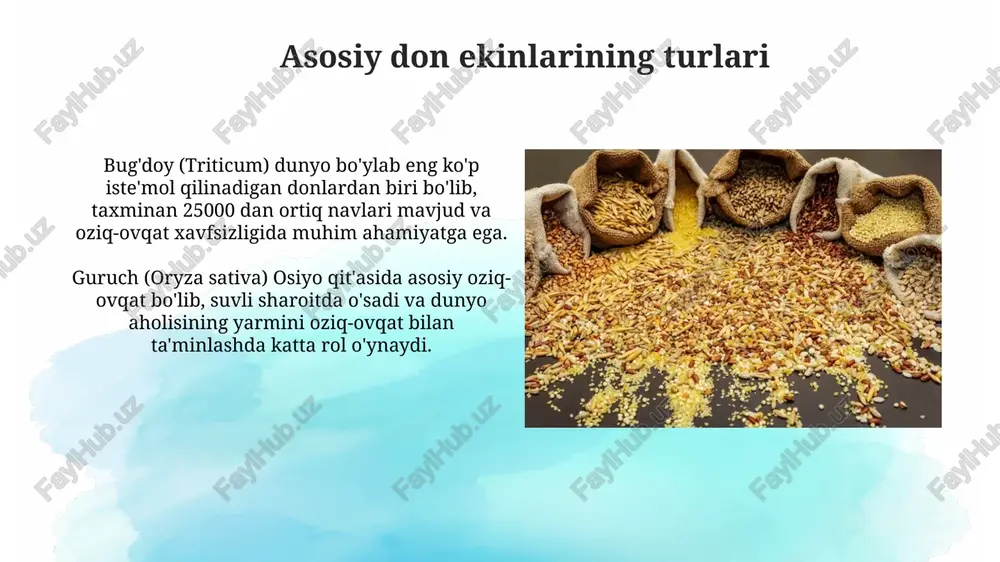 asosiy don ekinlarining turlari - Page 3
