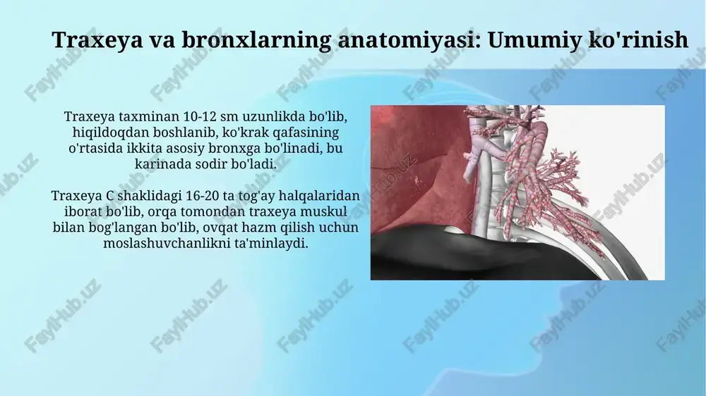 ar begona zarralarni ushlaydi. traxeya va bronxlarning o'lchamlari va hajmi traxeyaning uzunligi odatda 10-12 sm ni tashkil etadi va diametri taxminan 2-2,5 sm bo'lib, uning hajmi nafas olish va chiqarish paytida moslashuvchan tarzda o'zgaradi. o'ng bronx chap bronxga nisbatan qisqaroq va kengroq, uzunligi taxminan 2,5 sm, diametri esa 1,3-1,9 sm bo'lib, bu uning o'pkaga vertikal yo'nalishini belgilaydi. traxeya va bronxlarning yoshga bog'liq o'zgarishlari bolalarda traxeya uzunligi kattalarga nisbatan qisqaroq (taxminan 5-7 sm), diametri esa kichikroq bo'ladi, bu esa nafas yo'llarining torayishiga sabab bo'lishi mumkin. yosh o'tishi bilan bronxlarning elastikligi kamayadi, bu esa alveolalarning havo bilan to'lishini qiyinlashtiradi va o'pka ventilyatsiyasining pasayishiga olib keladi. klinik ahamiyati: kasalliklar va diagnostika traxeal stenoz 70% dan ortiq qisqarishi nafas qisishi, stridor va kislorodning qonda 88% gacha kamayishiga olib kelishi mumkin, bronkoskopiya tashxisi bilan. bronxoektaz kasalligi ko'pincha pseudomonas aeruginosa kabi bakteriyalar sabab bo'lib, kuniga 150 ml gacha balg'am ajralishi va yuqori rezolyutsiyali kt bilan aniqlanadi. …