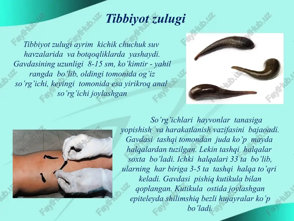 lichinkasiga o’xshashligi ularni filogenetik jihatdan yassi chuvalchanglar bilan bog’liqligini ko’rsatadi. halqali chuvalchanglar orasida ko’p tuklilar markaziy o’rinni egallaydi. chuchuk suv ko’p tuklilaridan balchiqda va tuproqda yashashga moslashish tufayli kam tuklilar kelib chiqqan. kam tuklilarning bunday keyingi evolyutsiyasi zuluklarning paydo bo’lishiga olib kelgan. okean va dengizlarda yashaydigan molluskalarning chig’anog’i qalin, chuchuk suvdagilariniki yupqa, quruqlikda yashaydiganlariniki kam rivojlangan yoki ko’pincha bo’lmasligi mumkin. parazit formalarining chig’anoqlari butunlay yo’qolgan. chig’anoqlari ustki muguz, o’rta ohak, ichki yaltiroq sadaf qavatidan iborat. mantiya, ya'ni teri burmasi tanasini tashqi tomondan o’rab turadi. mantiya bilan tanasi oralig’ida mantiya bo’shlig’i hosil bo’ladi. mantiya bo’shlig’ida jabralar, sezgi organlari joylashgan. mantiya bo’shlig’iga buyrak, orqa ichak va jinsiy organlarining chiqaruv teshiklari ochiladi. molluskalar tanasi bo’g’imlarga bo’linmagan; ko’pincha mantiya-terisi ajratib chiqargan ohakli chig’anoq ichiga joylashgan. molluskalarning qon aylanish sistemasi halqali chuvalchanglarnikiga nisbatan yaxshi rivojlangan, tomirlarining uchi ochiq bo’lib, qon organlar orasiga quyiladi. yuragi ko’pincha bir kamerali, uch kamerali yoki to’rt kamerali bo’ladi. yurak xaltaga …