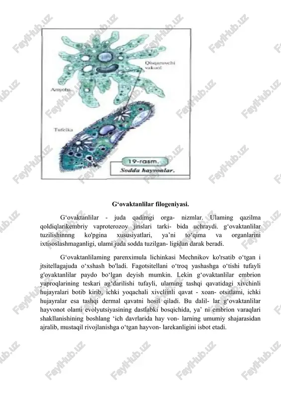 osonlashtiradi. koroll poliplar evolyutsiyasi ularda metagenezning bo’lmasligi tufayli o’troq yashashga moslashuv yo’nalishga borgan. ularning hazm qilish sistemasi ektodermal halqum va endodermal ichakka bo’lingan. oshqozon devorida to’siqlar paydo bo’lishi ichakning hazm yuzasini kengaytiradi. koroll poliplar va ssifoid meduzlar tuzilishi umumiy gidrozoylarga o’xshash bo’lganidan, bu sinflar gidrozoylar genetik bog’langan taroqlilar filogeniyasi taroqlilar ayrim tuban tuzilish belgilarga ega. masalan, kipriklar yordamida harakatlanish xuddi shunday belgilardan deyish mumkin. rivojlanish davrida mezoderma qavatining hosil bo ‘lishi esa ul- ami chuvalchanglarga yaqinroq ekanligini ko‘rsatadi. ana shu sababdan taroqlilar bo‘shliqichlilar bilan birga bitta umumiy ajdoddan kelib chiqqan deyish mumkin. yassi chuvalchanglar filogeniyasi yassi chuvalchanglar orasida ichaksiz kiprikli chuvalchanglar eng sodda tuzilgan hayvonlar hisoblanadi. kipriklilar gipotetik planulasimon bo’shliqchililardan kelib chiqqan. ichaksiz kiprikli chuvalachanglar to’g’ri ichaklilar kelib chiqqan. yassi chuvalchanglarning boshqa hamma guruhi filogenetik jihatdan to’g’ri ichaklilar bilan bog’langan. qadimgi to’g’ri ichaklilarning evolyutsiyasi 3 xil yo’nalishda borgan. 1 - to’g’ri ichaklilar 2,3 - parazit yassi chuvalchanglar paydo bo’lgan. og‘izaylangichlilar …