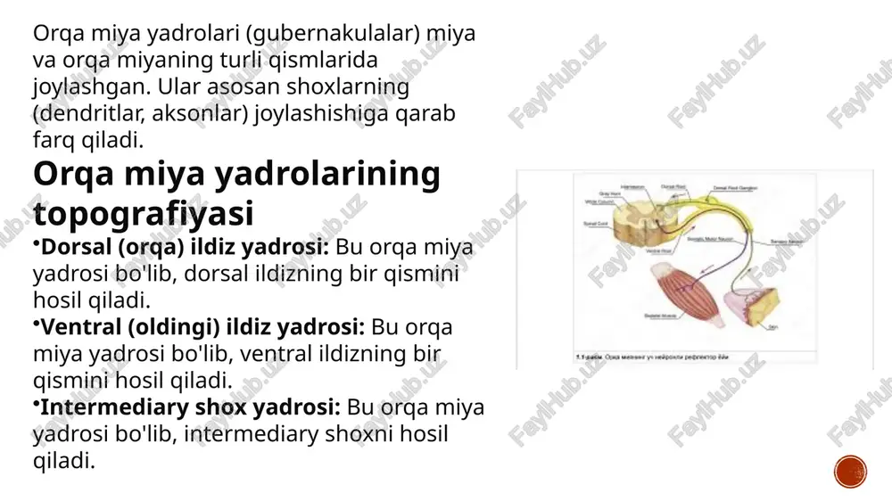 riferik nerv sistemasi shu ildizlar, nervlar va gangliya (tugun)lardan iborat. orqa miya (va miya) kanalni oʻrab turuvchi miya pardalari (lot. meninges) deb ataluvchi uch qavat toʻqima yoki membranalar tomonidan himoya qilinadi. qattiq parda eng tashqi qavat va qattiq himoya qoplamini hosil qiladi. qattiq parda va atrofdagi umurtqa suyaklari orasidagi boʻshliq epidural boʻshliq deb ataladi. epidural boʻshliq yogʻ toʻqimasi bilan toʻlgan va u oʻzida qon tomirlar tizimini saqlaydi. toʻrsimon parda, oʻrta himoya qavati, ochiq, oʻrgimchak toʻri kabi koʻrinishi tufayli shunday nomlangan. toʻrsimon va ostida yotuvchi yumshoq parda orasidagi boʻshliq subaraxnoid boʻshliq deb ataladi. subaraxnoid boʻshliqda miya suyuqligi boʻladi, uni lyumbal punksiya muolajasi orqali tekshirish mumkin. nafis yumshoq parda, eng ichki himoya qatlamidir va orqa miya yuzasi bilan zich bogʻlangan. orqa miya qattiq pardaga birikuvchi tishsimon boylamlar orqali stabilizatsiya qilinadi va bu boylamlar yumshoq pardadan lateral, orqa va oldingi ildizlari orasidan chiqadi. dural qopcha ikkinchi dumgʻaza umurtqasi sohasida tugaydi. koʻndalang kesimda, orqa …