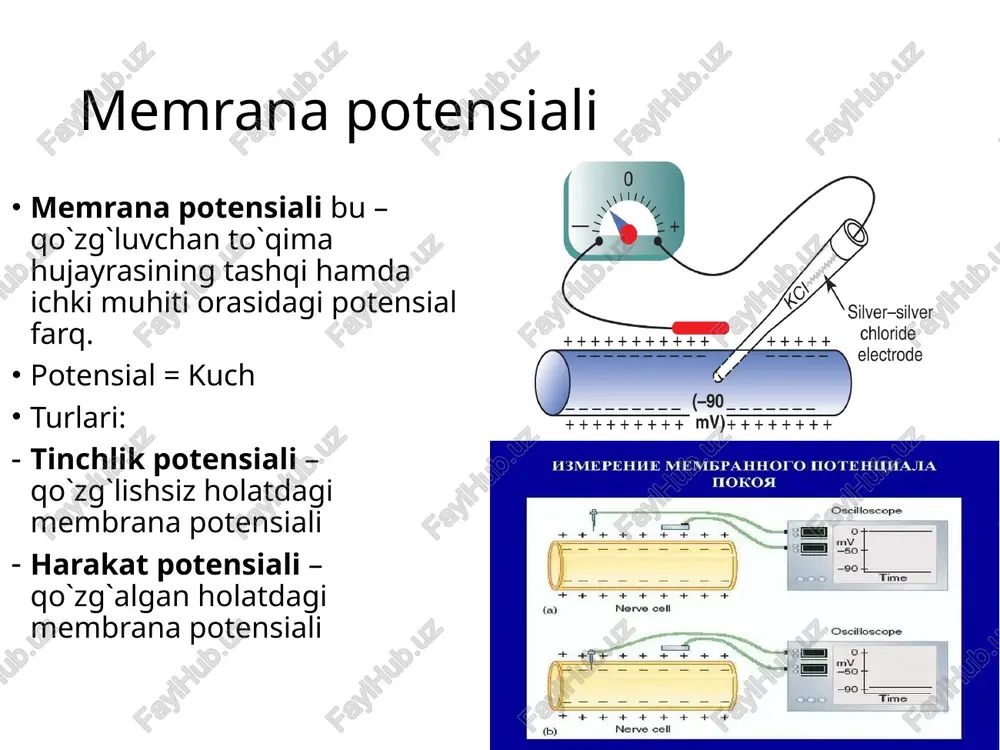 tinchlik potensiali - Page 3