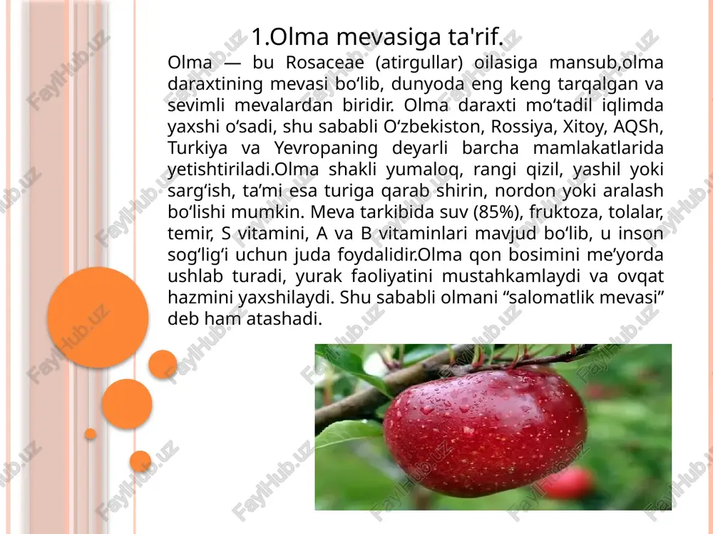 alingan insonlar uchun xavfli hisoblanadi.,olmaning nordon navlari oshqozonida kislotalik yuqori bo‘lgan odamlar uchun mos emas, chunki u oshqozon shirasining ortiqcha ajralishiga va qorin og‘rig‘iga olib kelishi mumkin.olmani juda sovuq holatda yoki och qoringa iste’mol qilish ham zararli. bu oshqozon devorlarini bezovta qiladi, ayniqsa gastrit yoki yarasi bor insonlarda noqulaylik keltirib chiqaradi,olma po‘stlog‘i yaxshi yuvilmasa, uning yuzasida pestitsidlar va kimyoviy moddalar qolishi mumkin, bu esa organizmga zarar yetkazadi. shu sababli olmani iste’mol qilishdan oldin uni yaxshilab yuvish yoki po‘stini archib yeyish tavsiya etiladi. olmaning keltirib chiqaradigan kasalliklari. qora dog‘ kasalligi barglarda va meva po‘stlog‘ida qoramtir dog‘lar paydo bo‘lishiga olib keladi, bu esa olmalarni bozorbopligini yo‘qotadi va ularni saqlash muddatini qisqartiradi. monilioz kasalligi esa olma tanasida yumshoq chirish jarayonini keltirib chiqaradi, buning natijasida meva ichidan qo‘ziqorinlar tez tarqalib, boshqa sog‘lom mevalarni ham zararlaydi.unshudring kasalligi paydo bo‘lganda olma daraxtining barglari va yosh shoxlari oqish un kabi qoplama bilan qoplanadi, bu fotosintez jarayonini buzadi …