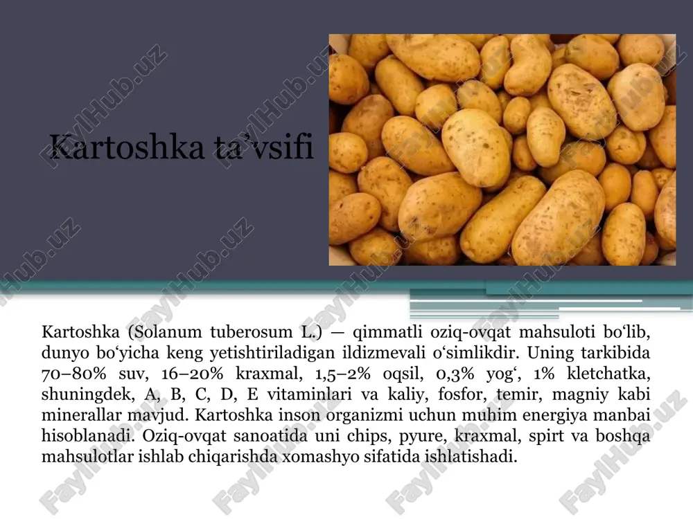 ojni to‘liq ta’minlash bilan birga, yaqin yillarda eksport salohiyatini kengaytirish rejalashtirilmoqda. nobud bo'lish ko'rsatkichlari 2022-yil: 3,5 % (taxminan 110 ming tonna) 2023-yil: 2,9 % (taxminan 95 ming tonna) 2024-yil: 2,5 % (taxminan 85 ming tonna) 2025-yil boshlarida: 2,3 % atrofida (taxminan 80 ming tonna) fizik ko'rsatkichlari shakli: dumaloq, oval yoki cho‘zilgan (naviga qarab farq qiladi) diametri: 4 – 8 sm atrofida zichligi: 1,05 – 1,10 g/sm³ o‘rtacha massasi: 80 – 150 g (ba’zi yirik navlarda 250 g gacha) po‘stlog‘i: yupqa, 0,5 – 1,5 mm qalinlikda, silliq yoki biroz g‘adir-budur yuzali uzunligi: o‘rtacha 5 – 10 sm e'tiboringiz uchun rahmat! image2.jpeg image3.jpeg image4.jpeg image5.jpeg image6.jpeg image7.jpeg image8.jpeg image9.jpeg image10.jpeg image11.jpeg /docprops/thumbnail.jpeg