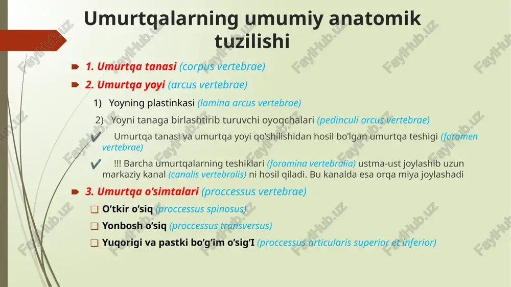 s (5) tipik bo’yin umurtqalari sulcus nervi spinalis tuberculum anterius et posterius foramen transversarium atipik bo’yin umurtqalari: atlas (c1) atlasning umurtqa tanasi, o’tkir o’sig’i va bo’g’im o’siqlari mavjud emas! u 3 qismdan iborat: oldingi ravoq (yoy) - arcus anterior atlantis orqa ravoq (yoy) - arcus posterior atlantis lateral massa - massa lateralis atlantis arcus anterior atlantis umurtqa oldingi ravog’ining (arcus anterior atlantis) oldingi yuzasida atlantning oldingi do’mboqchasi (tuberculum antrerius) va orqa yuzasida ikkinchi bo’yin umurtqasinng tishsimon o’sig’i uchun bo’g’im yuzasi (fovea dentis) joylashgan. arcus anterior atlantis tuberculum anterius fovea dentis arcus posterior atlantis atlasning orqa ravog’ida quyidagi tuzilmalar mavjud: orqa do’mboqcha (tuberculum posterius) umurtqa arteriyasi ariqchasi (sulcus arteriae vertebralis) – bu ariqchadan umurtqa arteriyasi o’tadi. arcus posterior atlantis sulcus arteriae vertebralis tuberculum posterius lateral massa (massae laterale) lateral massada quyidagi tuzilmalar joylashgan: facies articularis superior – ensa suyagi bilan birikadi facies articularis inferior – axis bilan birikadi processus transversus foramen …