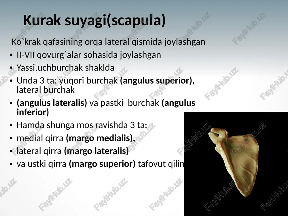 aput radii) bo‘lib, tepa tomonida botiq bo‘g‘im yuzasi (fovea articularis) orqali yelka suyagining boshchasi ana shu chuqurchaga joylashgan botadi. bilak suyagining gir aylana bo‘g‘im yuzasi (circumferentia articularis) tirsak suyagining bo‘g‘im yuzasi bilan bo‘g‘im hosil qiladi. bilak suyagining boshi boshqa qolgan bo‘laklaridan ingichka bo‘yin (collum radii) bilan ajralib turadi. bo‘yinning pastida g‘adir-budur (tuberositas radii) joylashgan. bilak suyagining pastki uchi yo‘g‘onlashgan bo‘lib, tashqi tomonida bigizsimon o‘siq (processus styloideus) ko‘rinib turadi. ichki tomonidagi botiq bo‘g‘im o‘ymasi (incisura ulnaris) esa tirsak suyagining doira bo‘g‘im yuzasi bilan qo'shiladi. bilak suyagining tanasida oldingi qo‘l panjasining skeleti qo‘l panjasining skeleti (ossa), kaft usti (ossa carpi), kaft (ossa metacarpi) va barmoq (falanga) - phalanges digitorum manus suyaklariga ajratiladi. kaft usti suyaklari (ossa carpi) turli shakldagi 8 ta mayda suyaklardan iborat bo‘lib, to‘rttadan ikki qator joylashgan. bulardan birinchi yoki proksimal qator (bosh barmoq tomonidan hisoblaganda), qayiqsimon suyak, yarimoysimon suyak, uch qirrali suyak va no‘xatsimon suyaklardan tashkil topgan. qayiqsimon suyak …