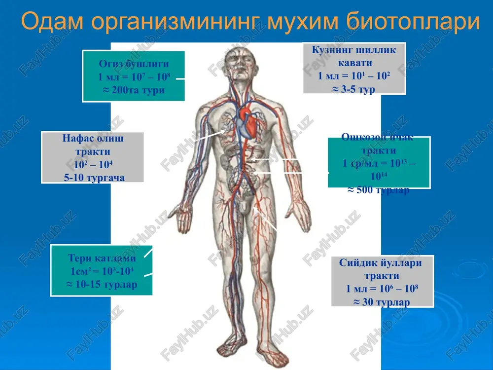 at koldiklaridan tozalaydi 7.qizilo'ngach mikroflorasi o'zining asosiy mikroflorasi yo'q. tushgan mikroorganizmlar xam so'lak va suv bilan tezda yuvilib ketadi ammo ba'zi bir kasalliklarda mikroorganizmlar ko'payadi 8.oshqozon mikroflorasi unga ko'p mikroorganizm tushadi. ammo oshqozonda muxit nordon (4,0 - 5,0) shuning uchun sog'lom odamda mikroorganizm kam bo'ladi. shunga karamay 30 ga yaqin mikroorganizmlar bu erda yashashga moslashib olgan: zamburug'lar laktobakteriyalar bifidobakteriyalar enterokokklar helicobakterii ovqat xazm qilish trakti mikroflorasi ichak mikroflorasi 9.ingichka ichak 12 barmoqli ichakda mikroorganizm yanada kam, chunki u erga o't suyuqligi tushib turadi. lekin bu erda xam ba'zi bakteriyalar yashaydi: laktobakteriyalar zamburug'lar enterokokklar kandidalar streptokokklar 12 barmoqli ichakdan uzoqlashgan sari mikroblar soni ortib boradi. 10.yo'g'on ichak mikroflorasi bifidobakteriya bakteroid laktobakteriya peptostreptokokk klostridiyalar esherixiya stafilokokklar streptokokklar zamburuglar protey spiroxetalar 500 xil mikrob va 1 gr najasda = 1014 koe bulardan : 95% 3-5% normal mikrofloraning funktsional ahamiyati ijobiy ta'siri: ovqat xazm kilish gaz almashinish suv va tuz almashinish maxalliy immun javob …