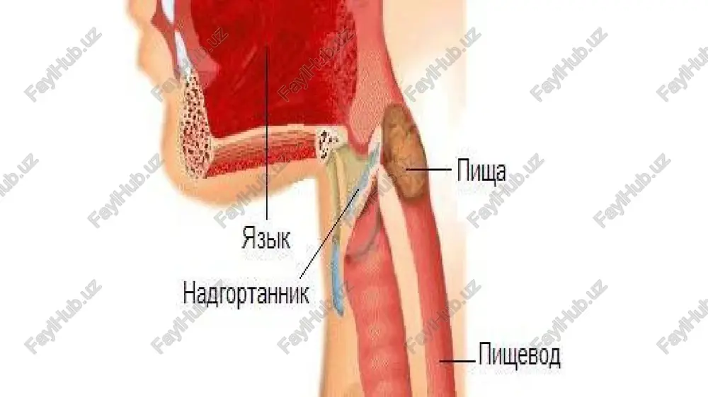 an moddalar xtsk-pz ishlab chiqarishini kuchaytiradi va pankreatik shira ajralishini ta'minlaydi. me'da osti bezi, shuningdek, ichki sekretor faoliyatga ham ega, u qonga insulin, glyukagon, somatostatin, pankreatik polipeptid (pp), seratonin, vip, gastrin, enkefalin, kallikrein moddalarini ishlab chiqaradi. o't hosil bo'lishi va ajralishi. o't jigarda hosil bo'ladi va hazm jarayonida ishtirok etadi. o'tning hazmdagi ahamiyati quyidagilardan iborat: yog'larni emulsiyaga aylantiradi, natijada lipaza ta'sir etadigan sath kattalashadi; lipidlar gidrolizidan hosil bo'lgan moddalarni eritadi, ularning so'rilishini va enterotsitlarda triglitseridlar resintezini osonlashtiradi; me'da osti va ichak bezlari fermentlarini, ayniqsa lipaza fermentining faolligini orttiradi; shuningdek, o't oqsil, karbonsuvlar gidrolizi va so'rilishlarini kuchaytiradi. o't quyidagi boshqaruv vazifalarini ham o'taydi: o't hosil bo'lishi va ajralishini; ingichka ichakning motor va sekretor faoliyatini; enterotsitlar proliferatsiyasi va ko'chib tushishini kuchaytiradi. o't kislotalilikni kamaytirish va pepsin faolligini yo'kotish orqali 12 barmoqli ichakka tushgan me'da shira ta'sirini to'xtatadi. o't bakteriostatak ta'sirga ega. yog'da eruvchi vitaminlar, xolesterin, aminokislotalar va kaltsiy tuzlarini ichakda so'rilishida o'tning …